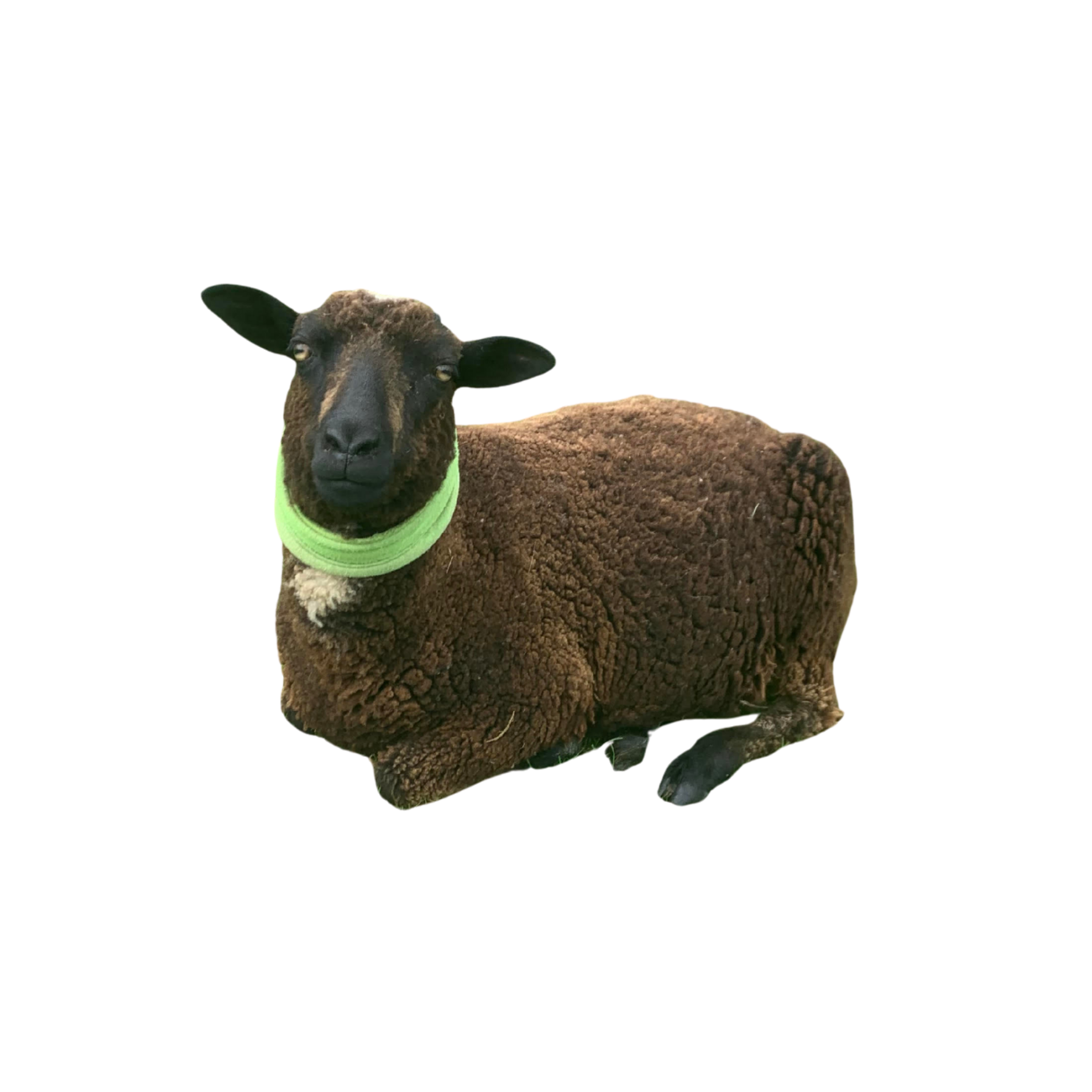 A sheep with a black face and brown wool, wearing a green collar, sitting on the ground.