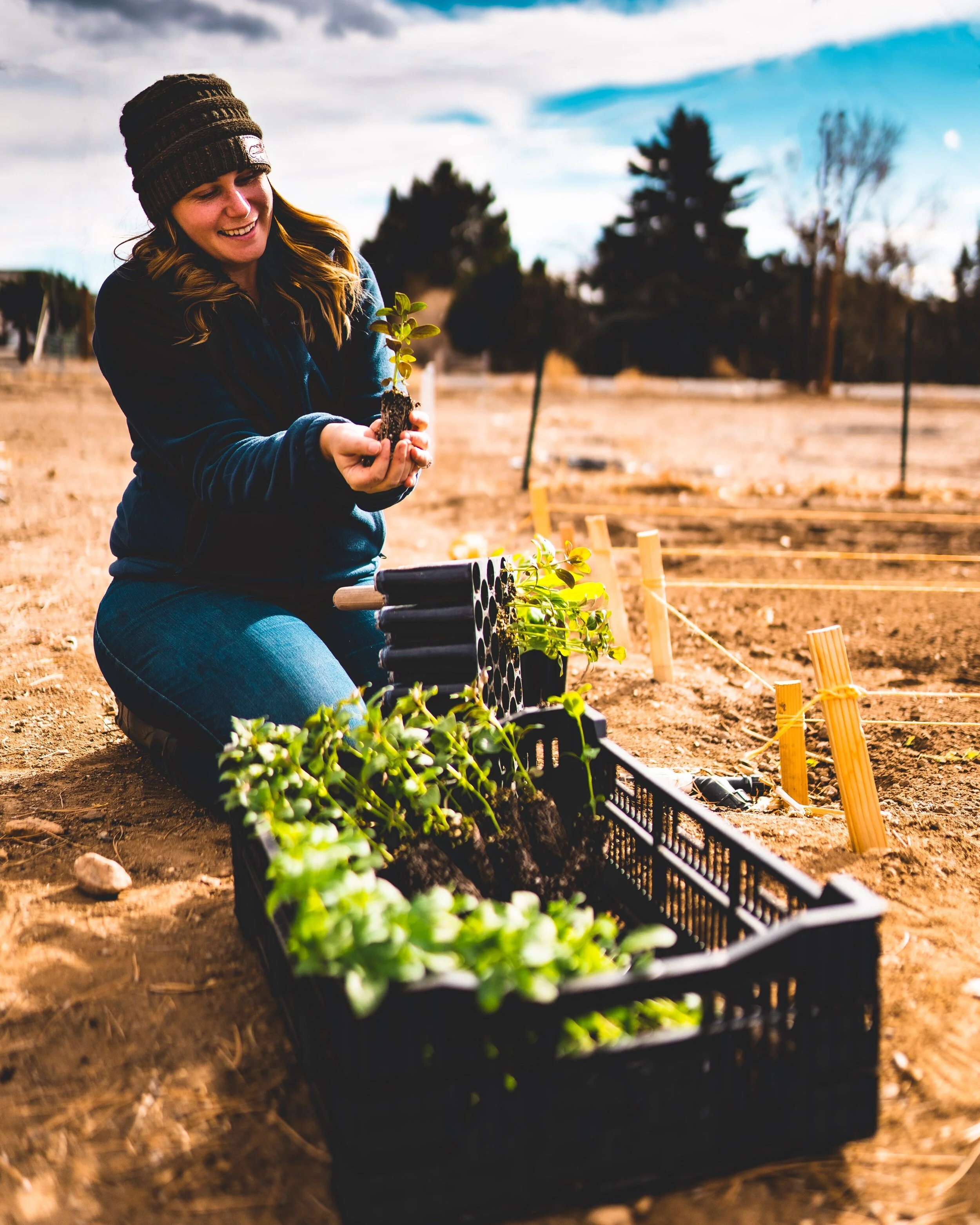 Person kneeling on the ground holding a snapdragon seedling, with a bulb crate filled with prepped seedlings ready for transplanting in the foreground.