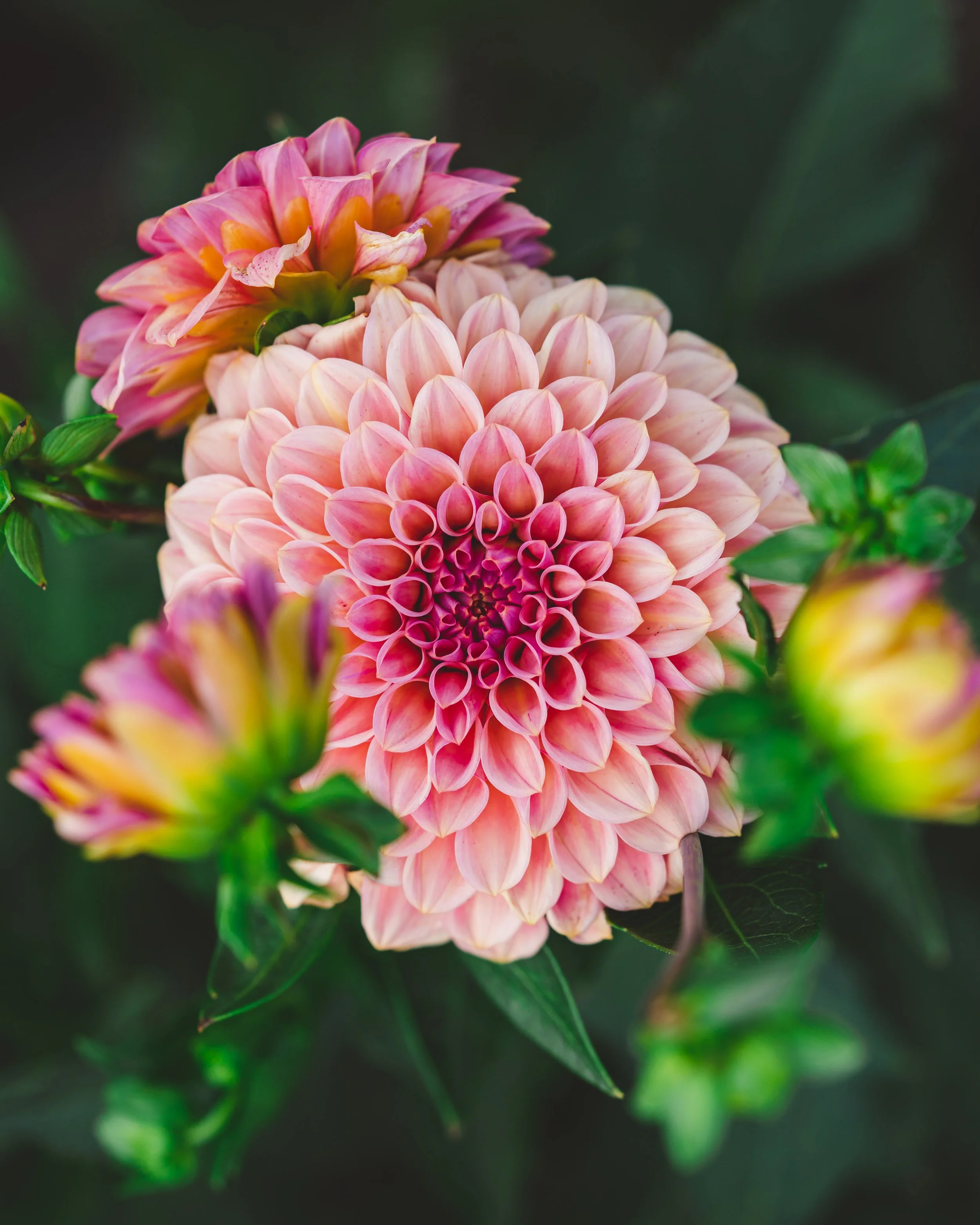 Rock Run Ashley Dahlia Tuber