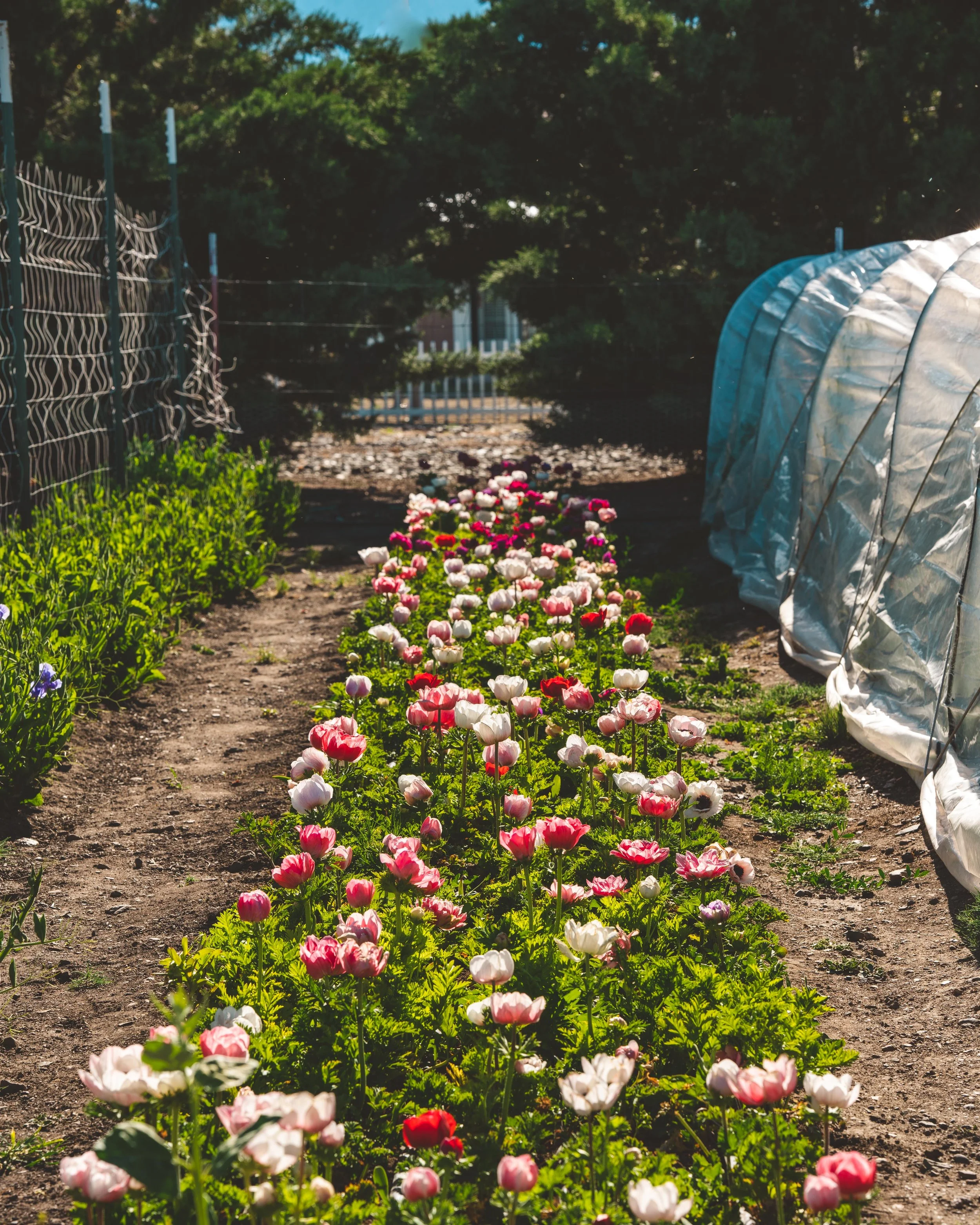 Анемона гибридная — Формирование куста