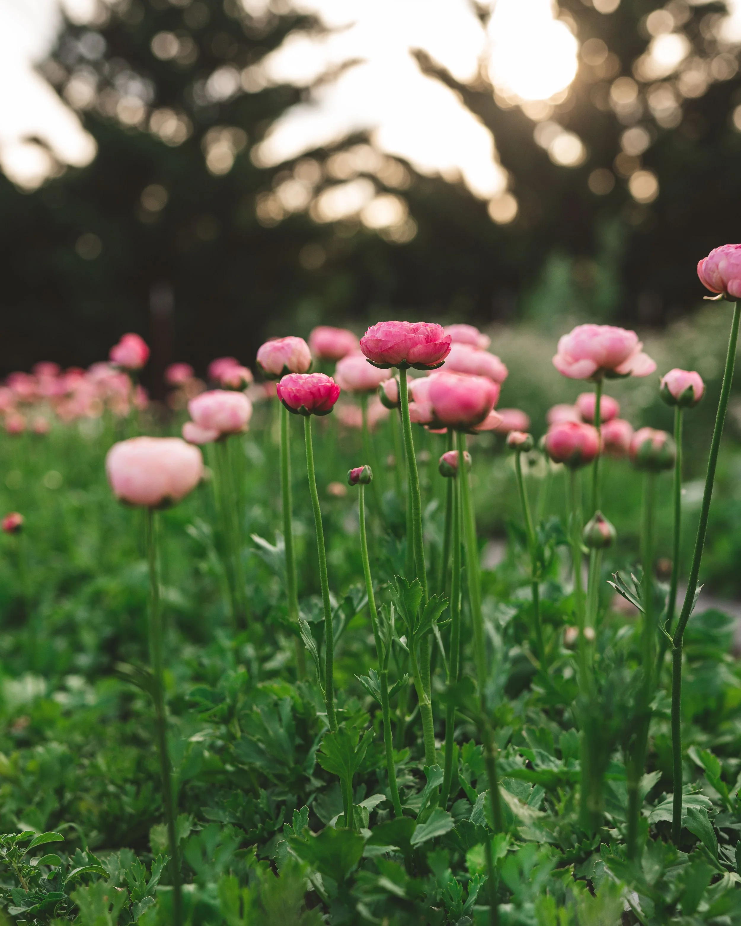 The ranunculus growing bed in June that was turned over to be replaced with the zinnia growing bed.
