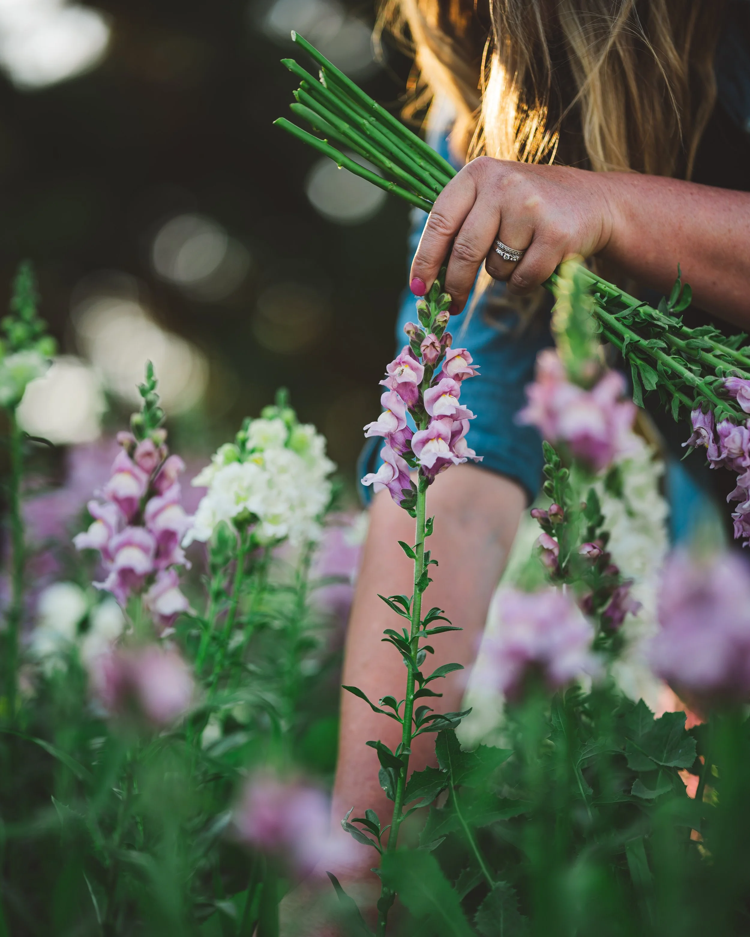 Snapdragons are considered "hardy" annuals.