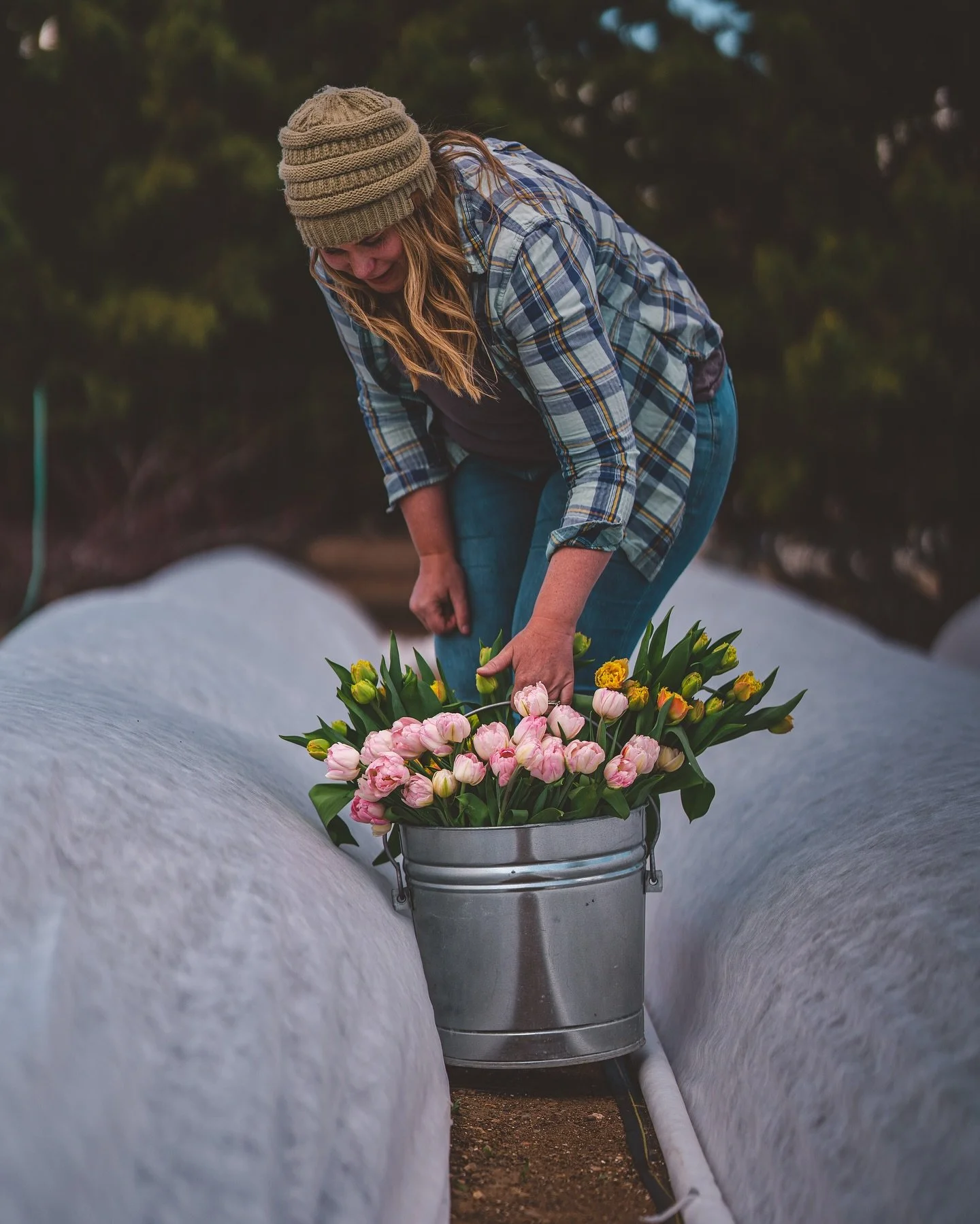 As many years as we plan to get tulip bulbs in the ground by October, we always seem to end up planting them Thanksgiving week. Between pushing against early frosts and trying to get the dahlias tucked away, we&rsquo;ve learned that tulips are patien