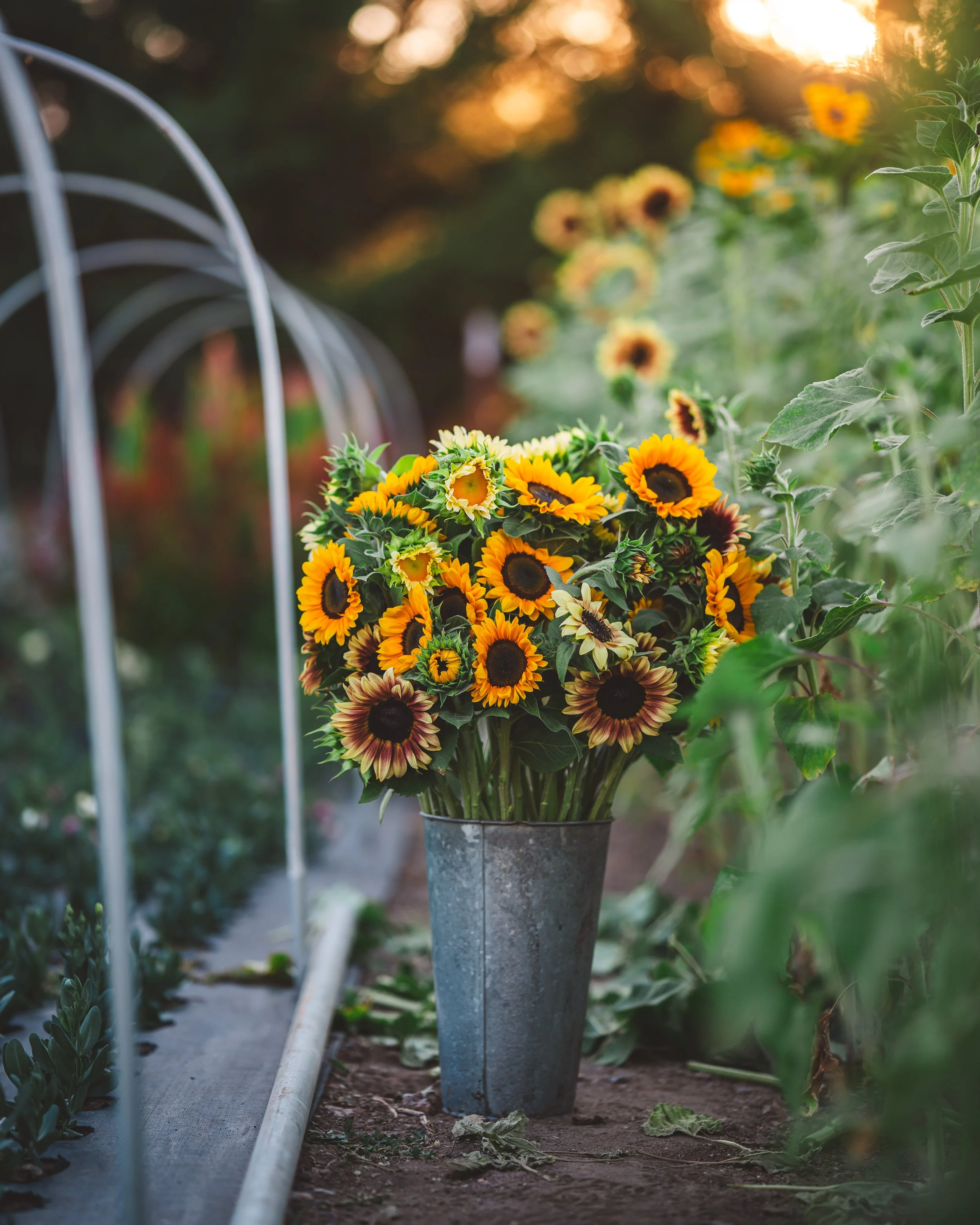 Sun Flowers-04010.jpg