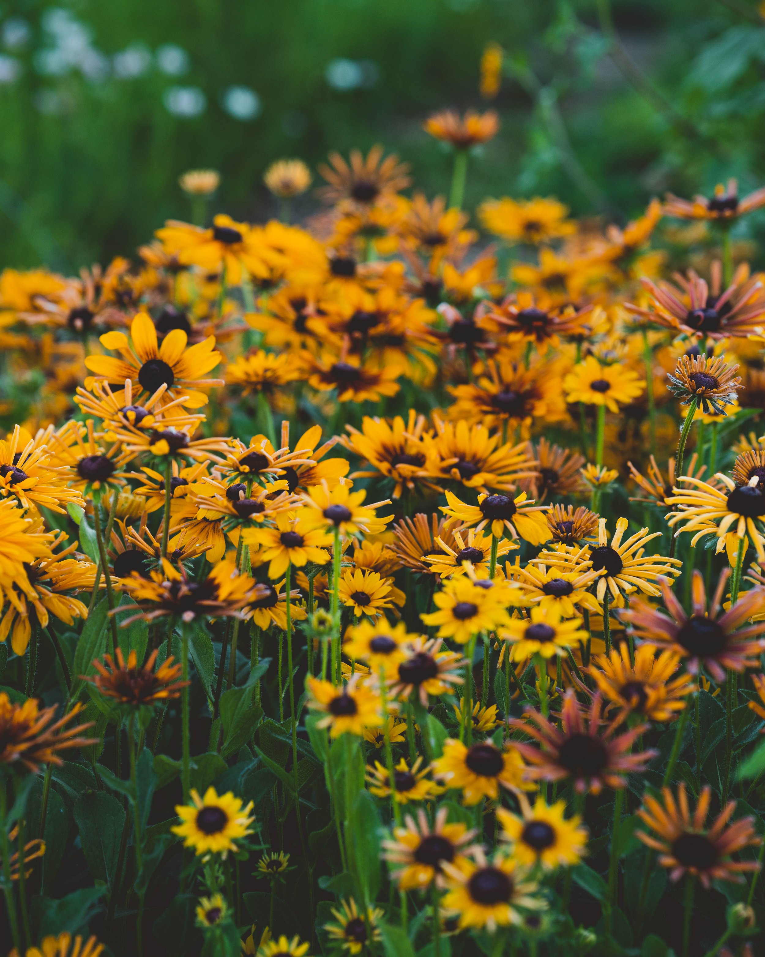 Rando Dahlia 3-09417.jpg