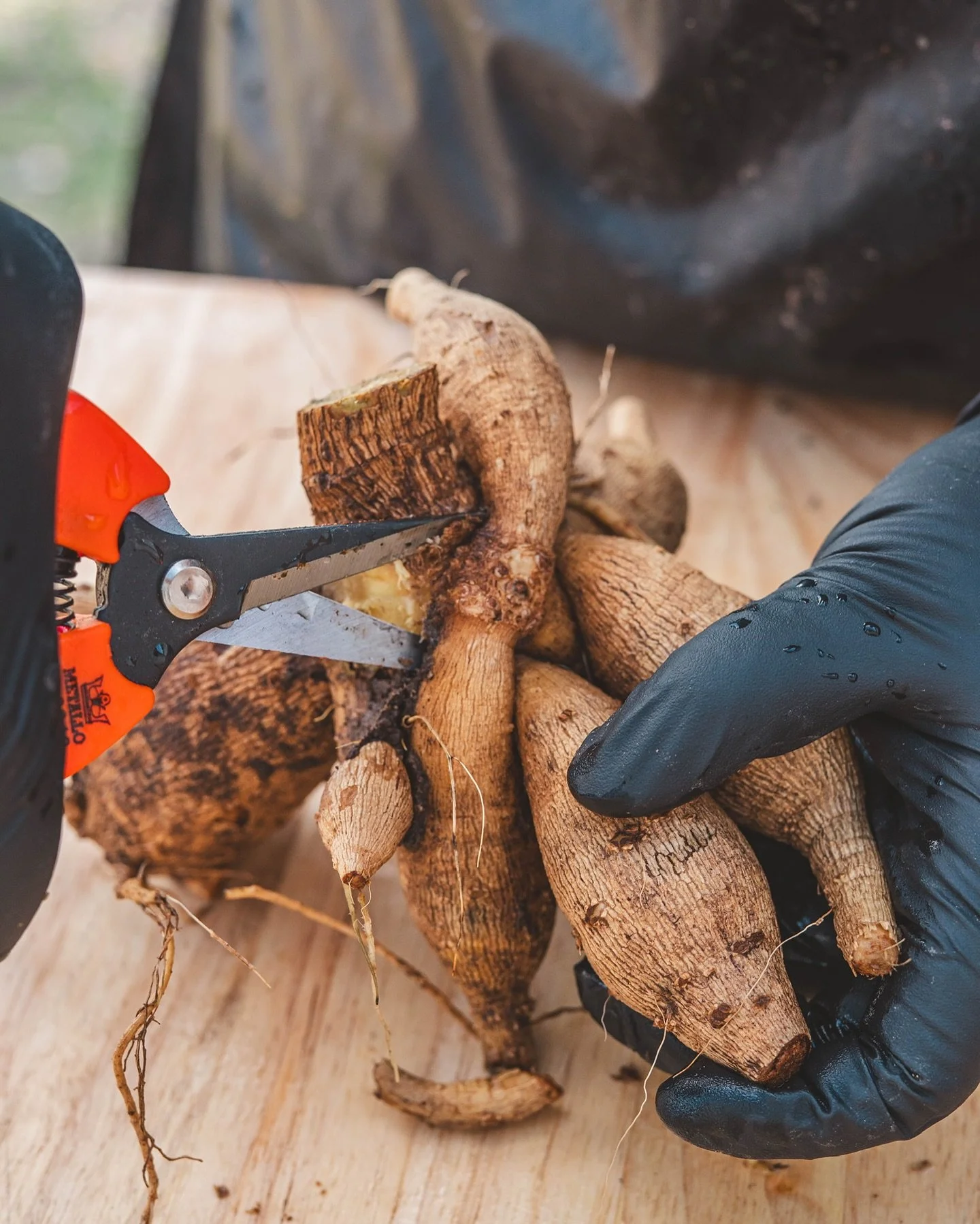 I&rsquo;m staring directly into the eyes of a dahlia.

Not metaphorically.
 This is how I read the clump and make those cuts to divide it.

Today I&rsquo;m tucked away at the wash station, quietly dividing tubers and losing track of time. 

Pretty su