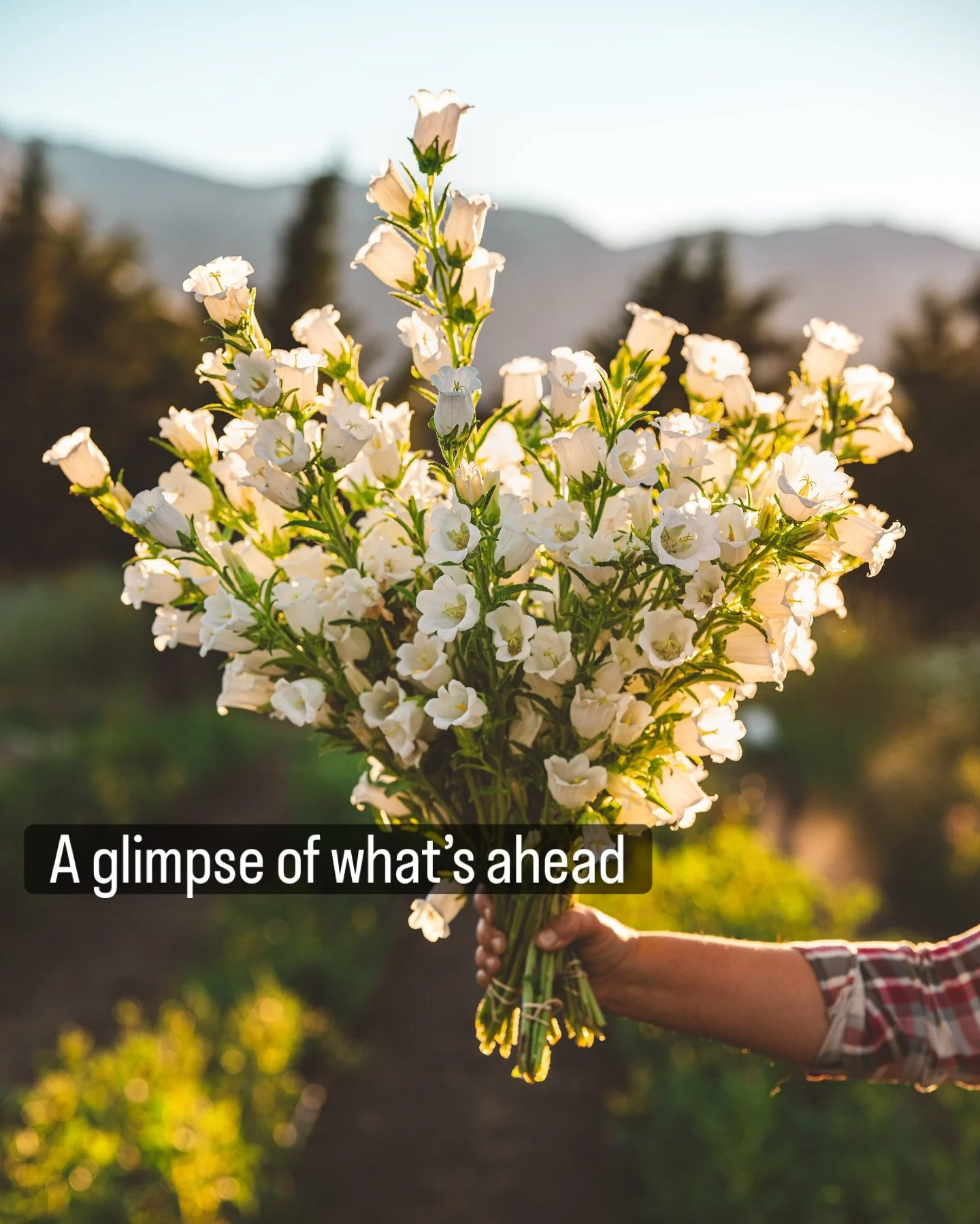 Trays on trays this weekend 🌱
Seed sowing hours caught up, the greenhouse is filling in, and the season is officially underway.

There&rsquo;s something deeply satisfying about seeing a plan start to take shape &mdash; one tray at a time.