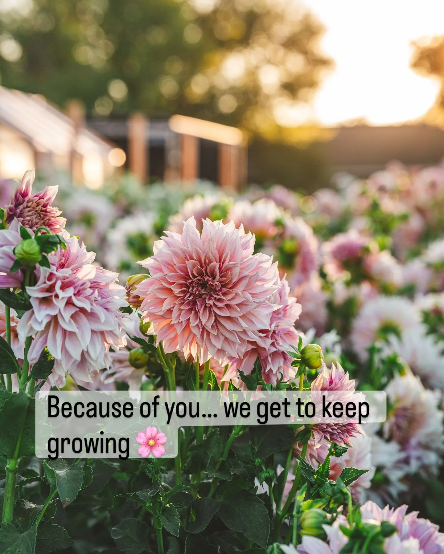 The push leading up to our dahlia tuber launch is always a big one.

Long days of dividing. Tired fingers. Sore backs. And yes, sometimes even a few tears when the pressure starts to build.

We know there are so many wonderful places to buy tubers. E