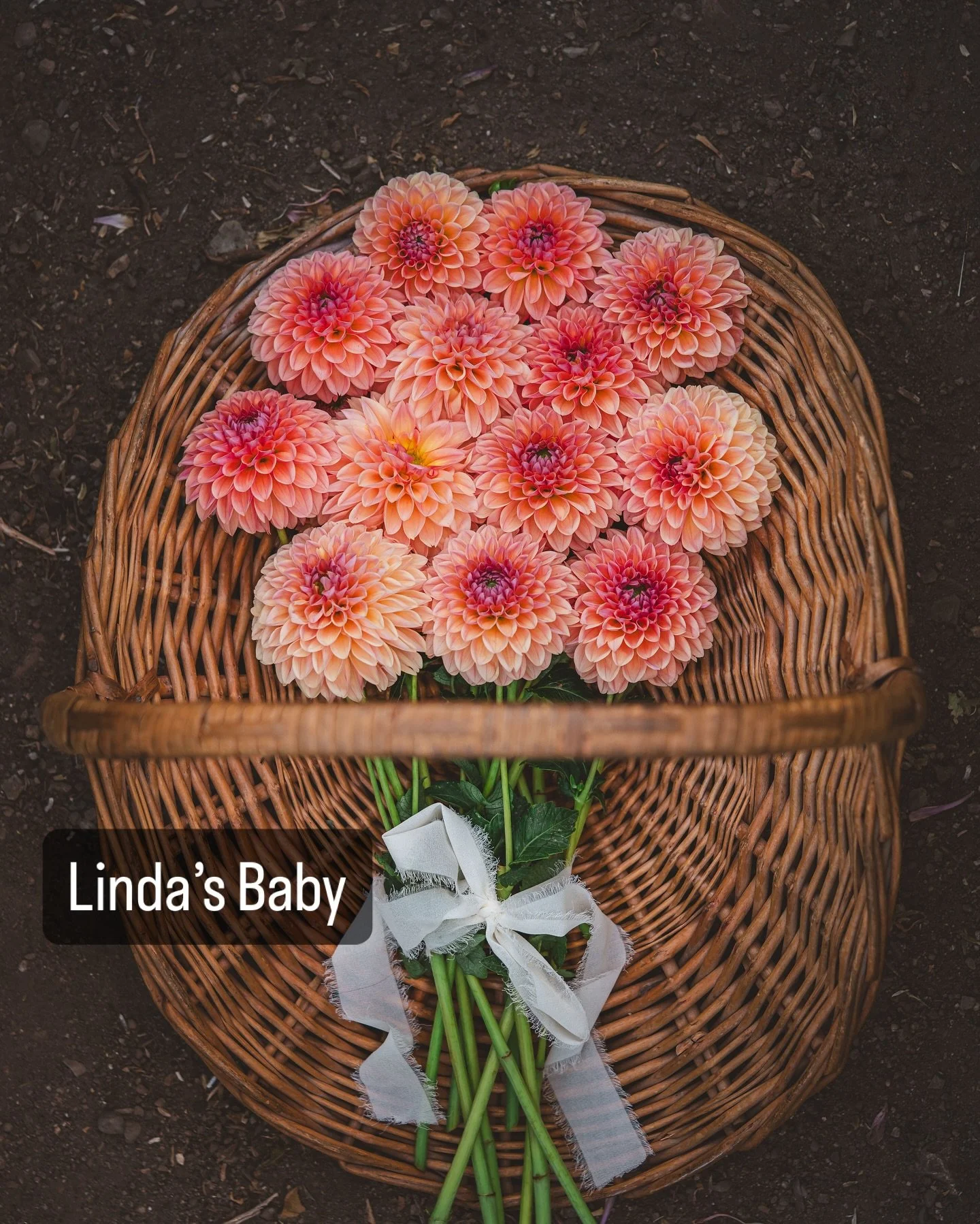 Linda&rsquo;s Baby &mdash; one of my peachy favorites

Super prolific all season long
Great stems, consistent blooms, and that soft peach glow that plays well with everything.

She&rsquo;s a workhorse in both the field and in designs.

One more day u
