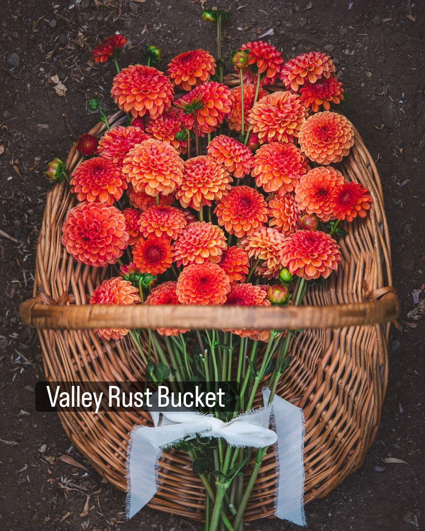 First day of spring hits different when you&rsquo;re a flower farmer 🌱✨

We made it through another &ldquo;winter&rdquo; (not sure it even came this year?!), and the farm is alive: daffs blooming bright, tulips pushing up, and those dahlia tubers fi