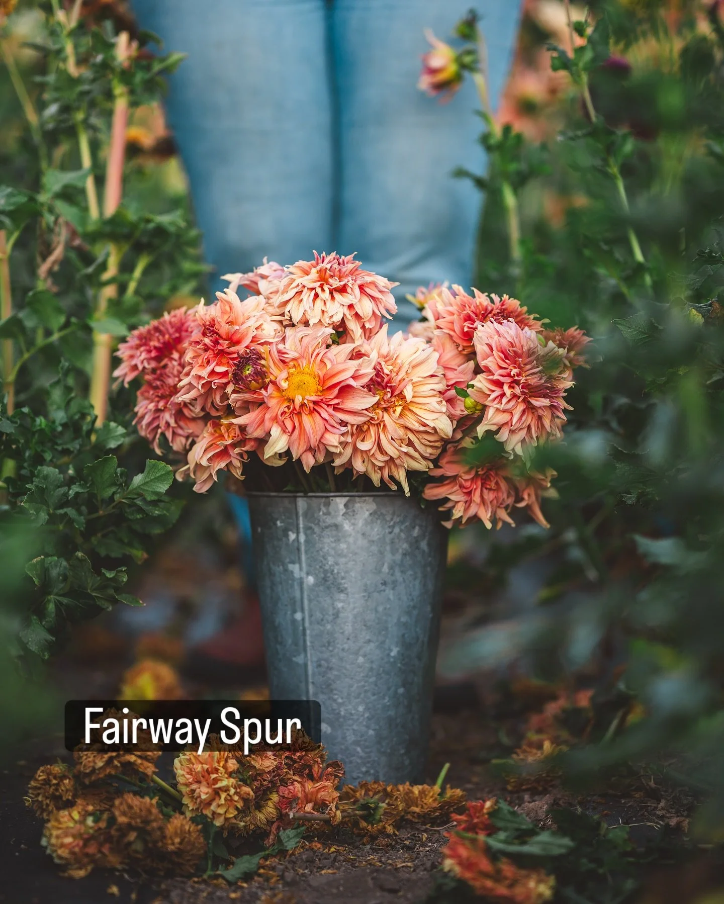 Spring is gently greeting us and I&rsquo;ve been mapping out our dahlia patch.

It&rsquo;s one of my favorite tasks of the year. I plant in an ombr&eacute; rainbow, which is wildly satisfying to me. Soft peaches into corals, corals into deeper pinks,