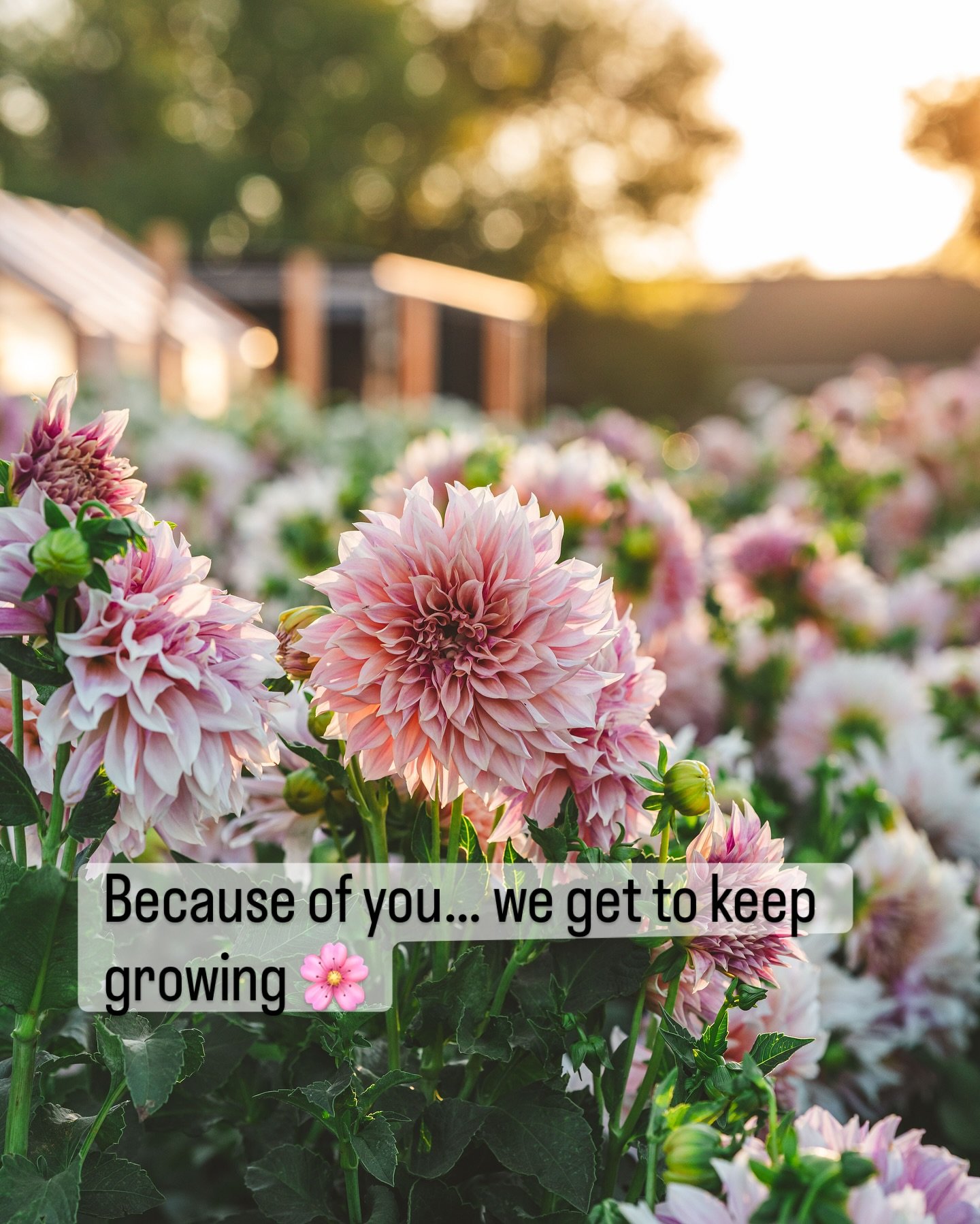The push leading up to our dahlia tuber launch is always a big one.

Long days of dividing. Tired fingers. Sore backs. And yes, sometimes even a few tears when the pressure starts to build.

We know there are so many wonderful places to buy tubers. E