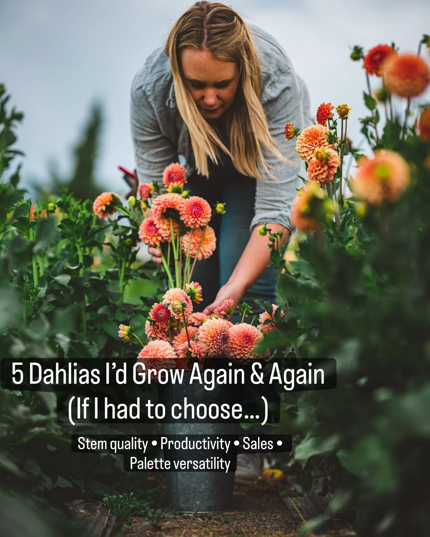 If I had to narrow it down to five dahlias that truly earn their space on our farm&hellip; these would be them.

Not just because they&rsquo;re beautiful but because they check every box that matters when you&rsquo;re growing for weddings, markets an