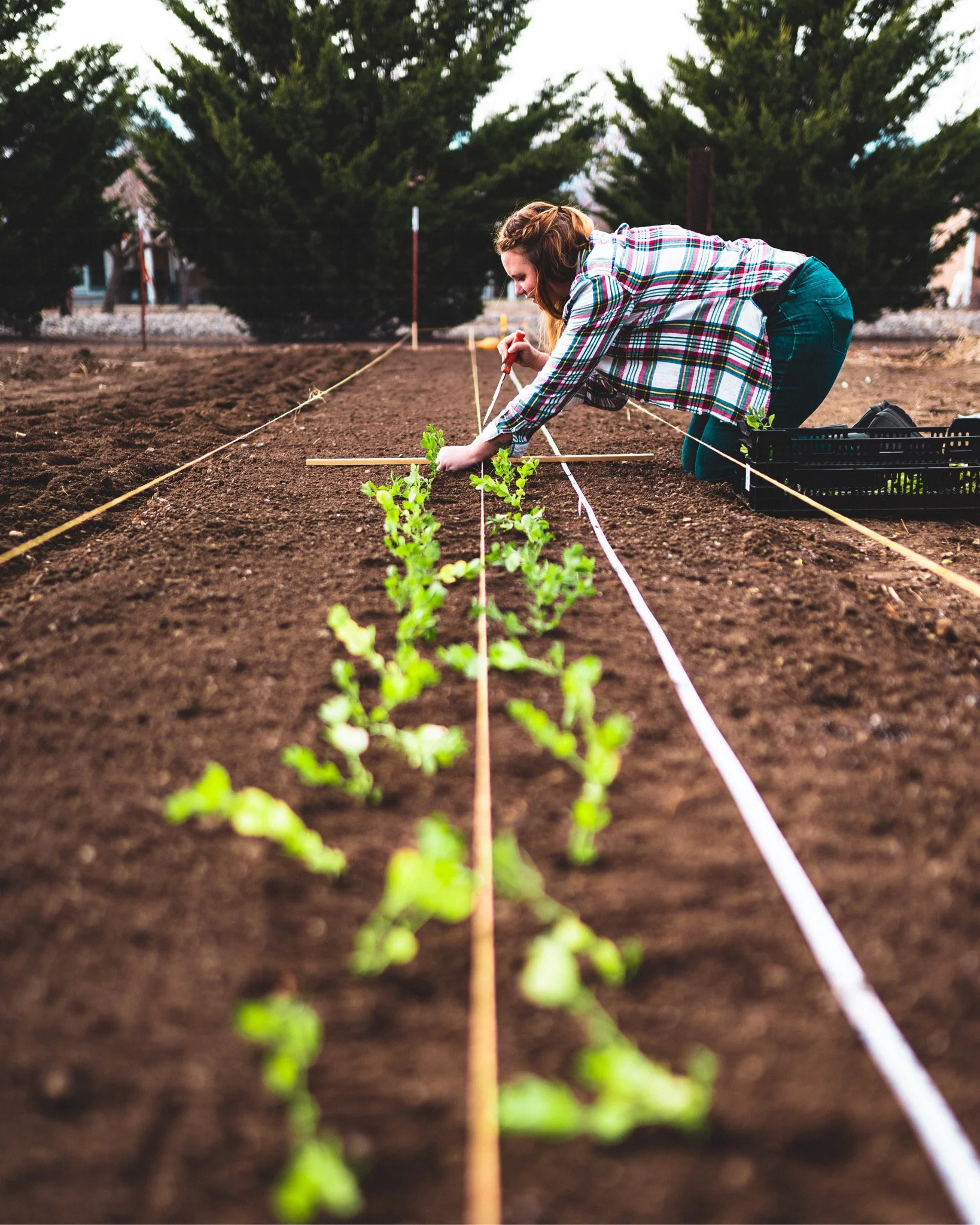 Person kneeling while planting sweet peas with a hori knife, with sweet pea seedlings blurred in the foreground and planting lines visible in the row, set against a backdrop of brown dirt in the growing patch.