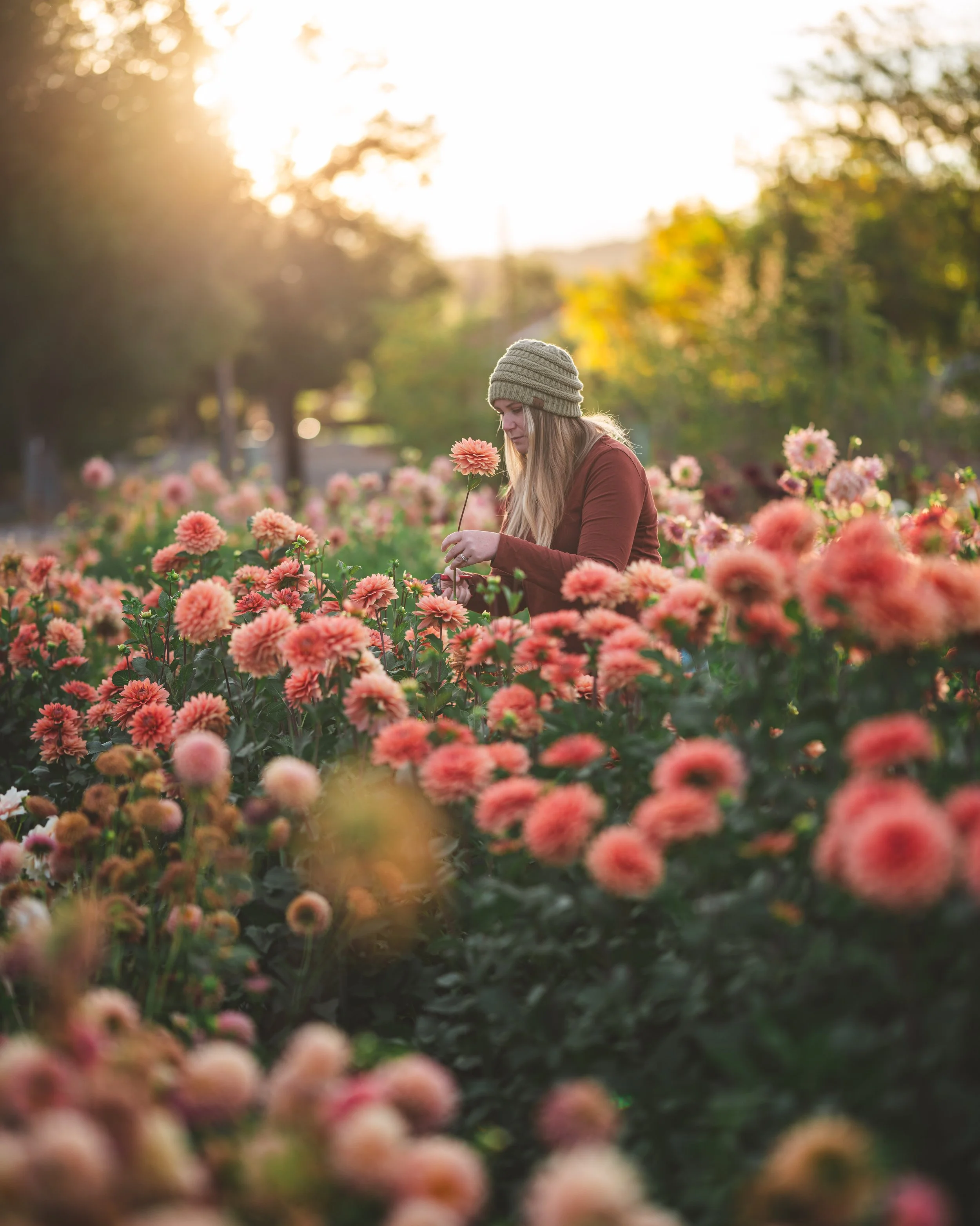 A flower farmer standing in a dahlia patch, holding a freshly harvested stem of Nicholas dahlias, with waist-high blooms in the foreground and background.