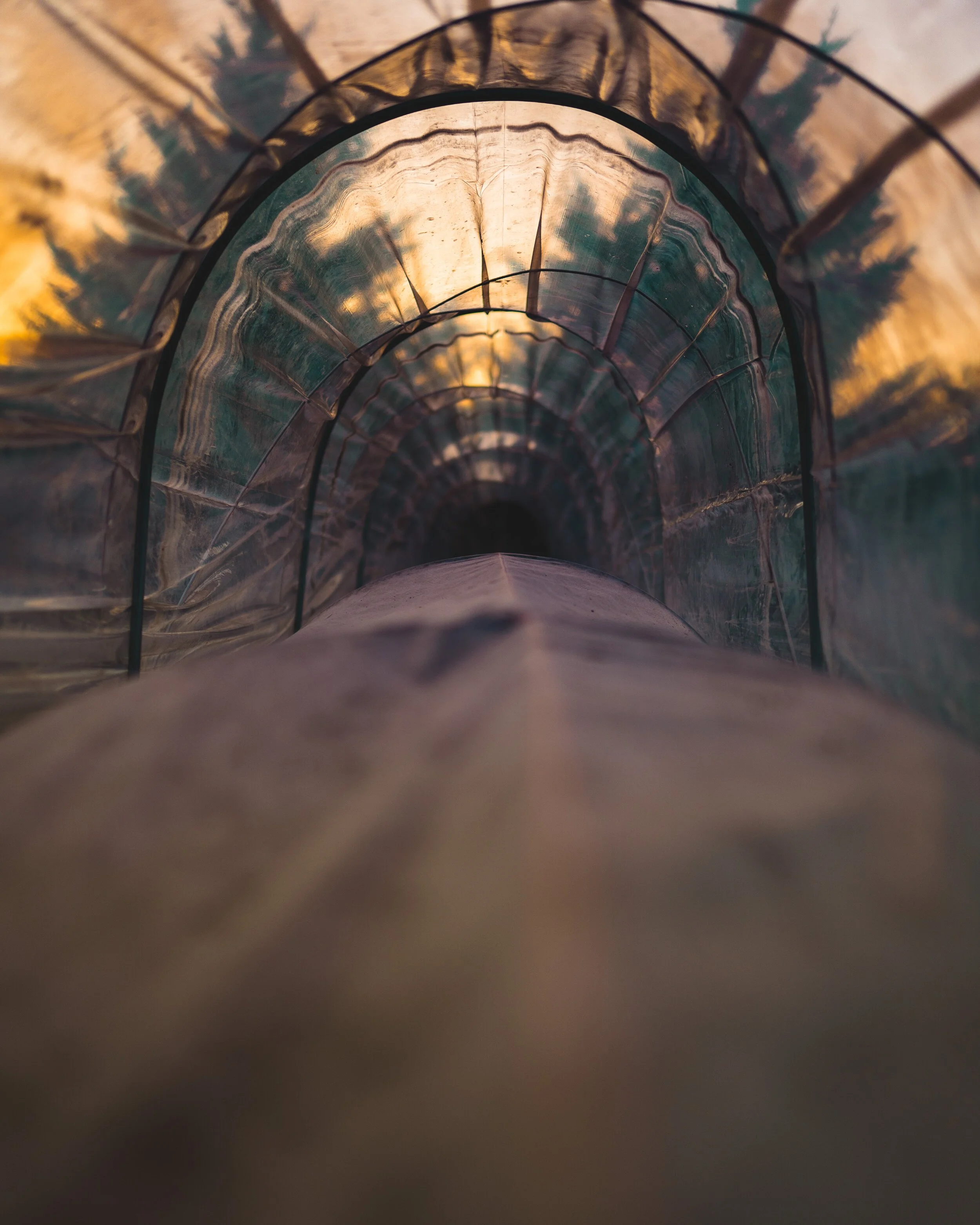 Inside a double low-tunnel, showing frost cloth-covered micro tunnels beneath greenhouse plastic at sunset, with evergreen trees blurred through the plastic.