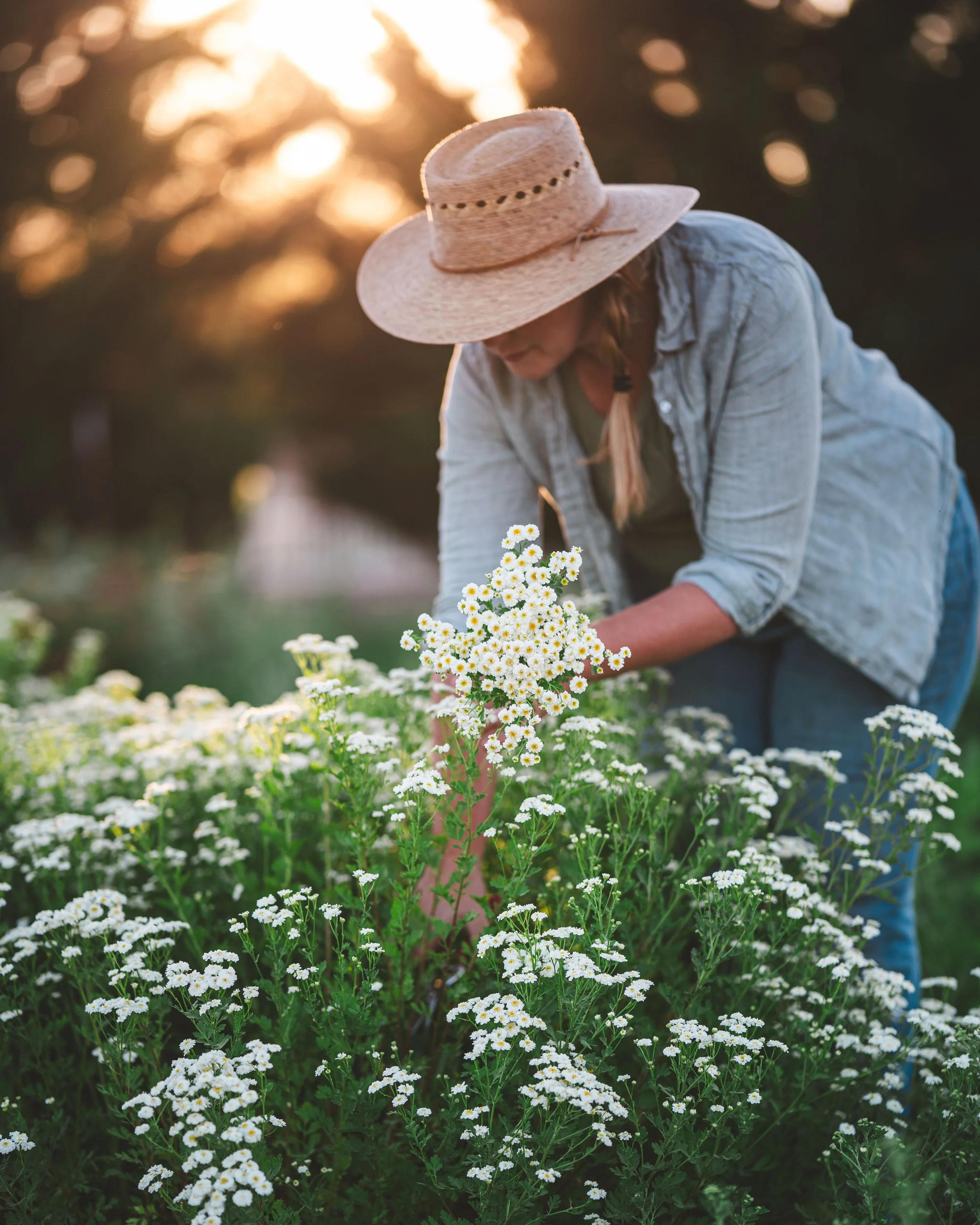 Close-up of a person in a wide-brimmed hat bending over to harvest a row of double feverfew with red clippers in hand, set against pine trees and a sunset sky.