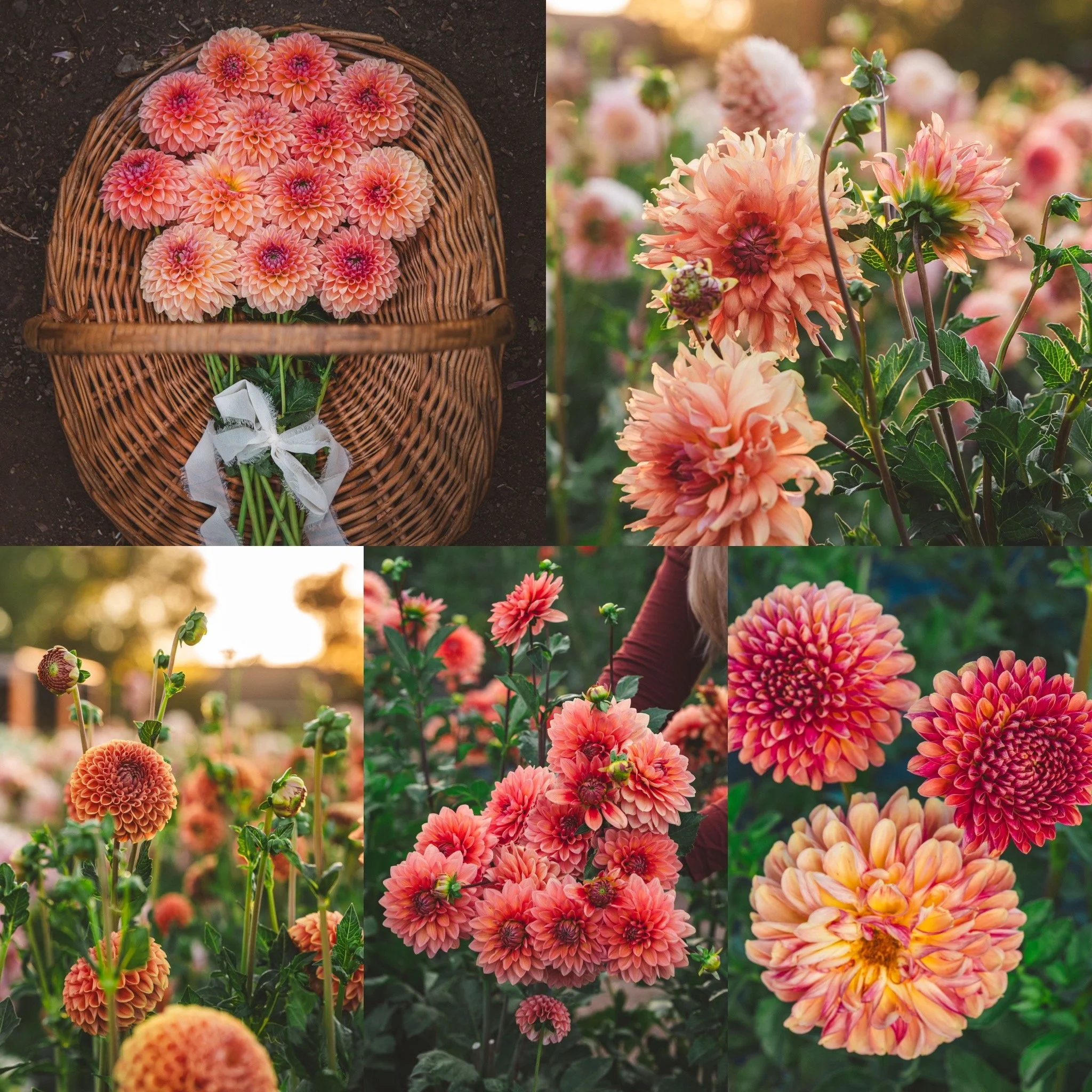 Apricot Luxe 2026 .jpeg