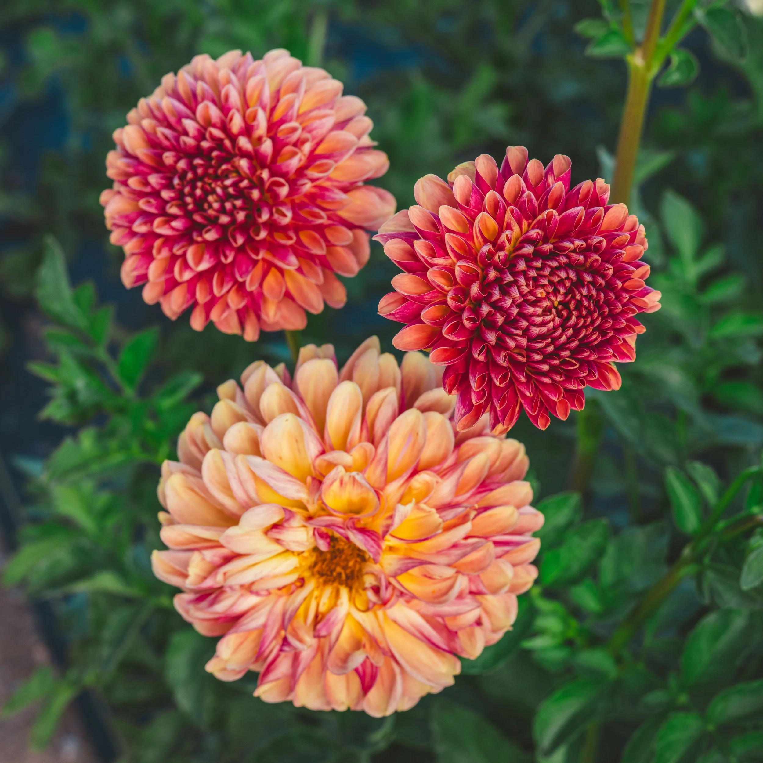 Bounty Dahlia Tuber