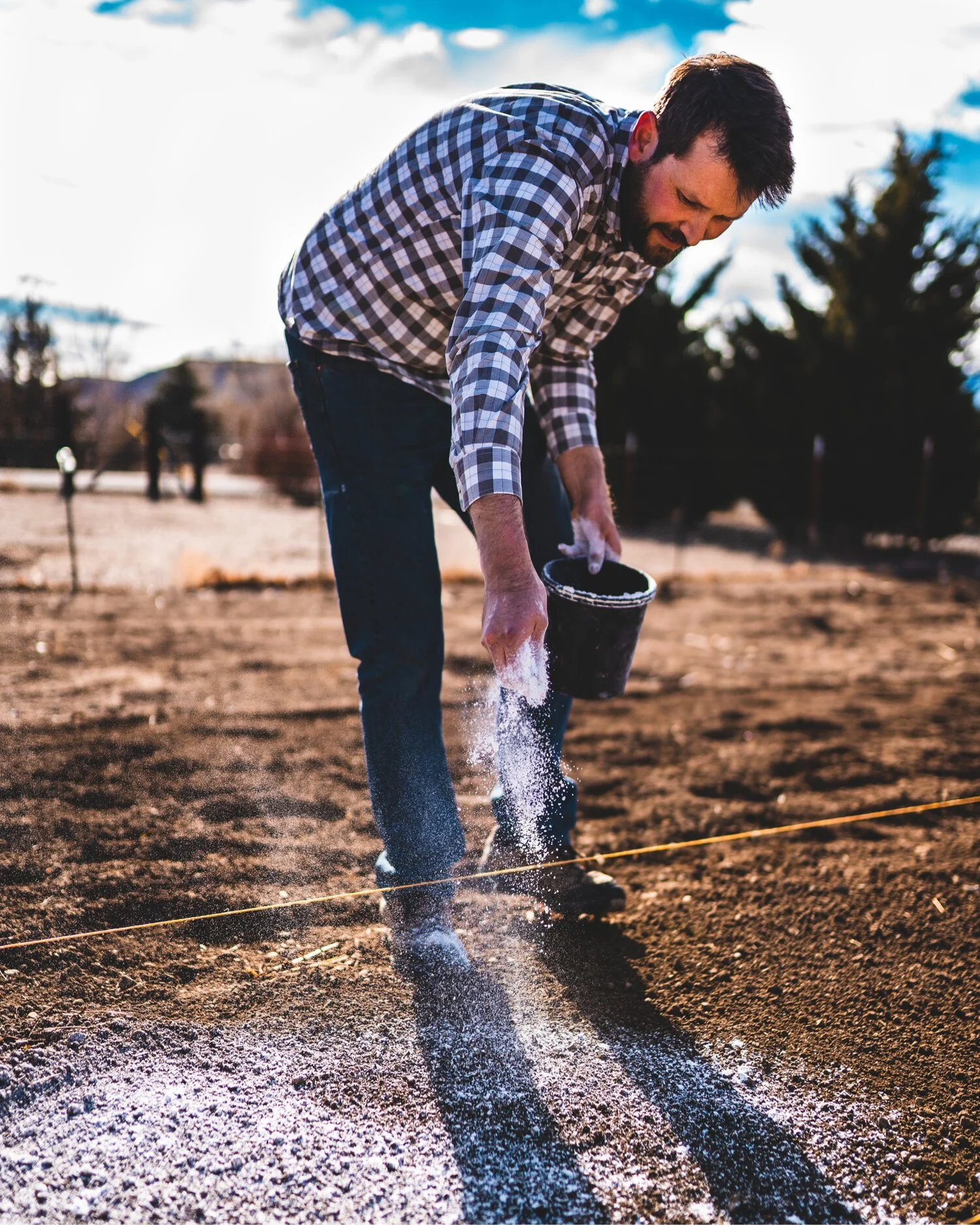 Person bent over spreading gypsum onto a growing bed to prepare the soil for cut flower production.