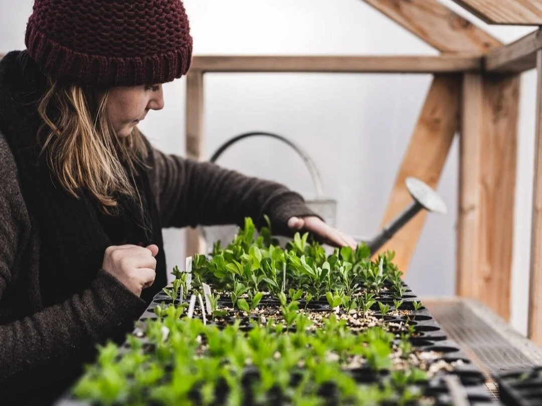 Person gently 'petting' sweet pea seedlings as part of the hardening off process to prepare them for outdoor transplanting.