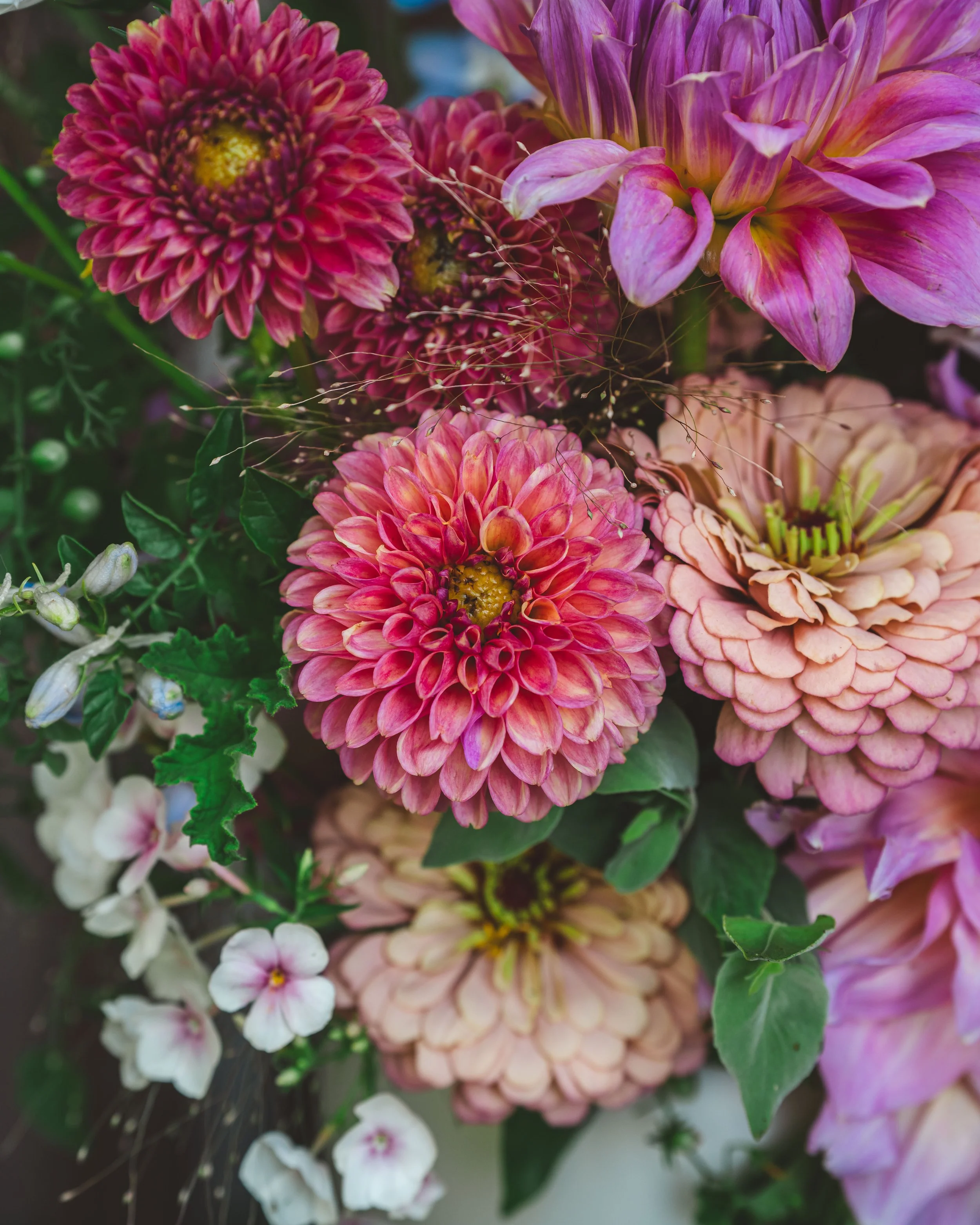 Peach Donut Dahlia Tuber