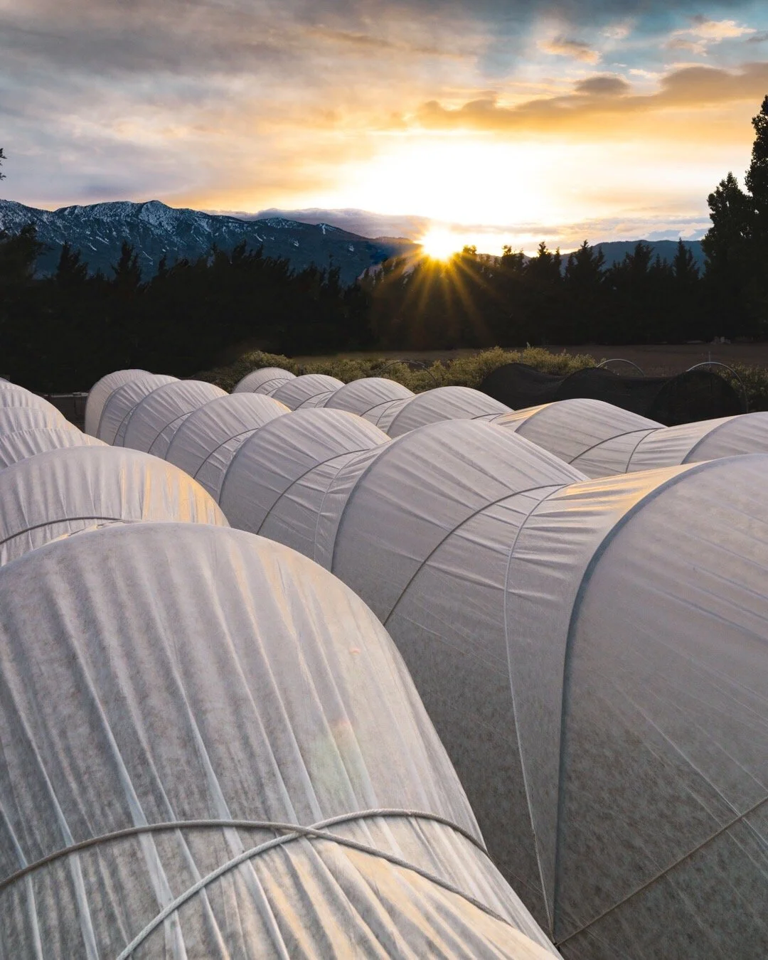 Three low tunnels covered in lightweight frost cloth at sunset, with mountains and sun flares in the background.