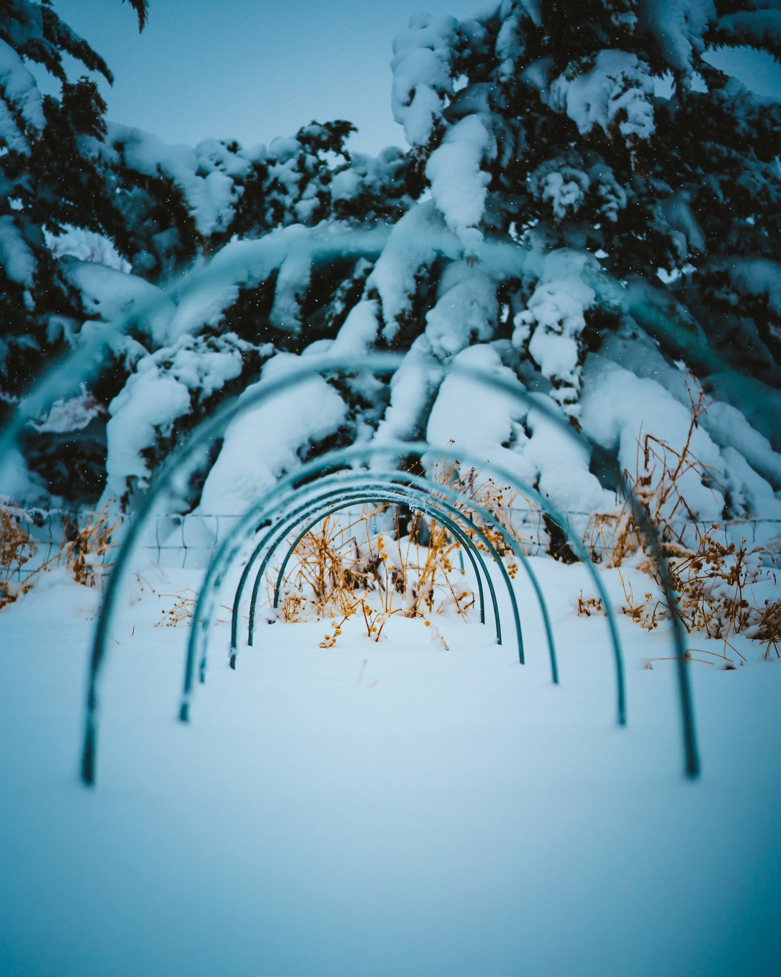 Low tunnel hoops left from the previous season standing in a snowy field with evergreen trees in the background.