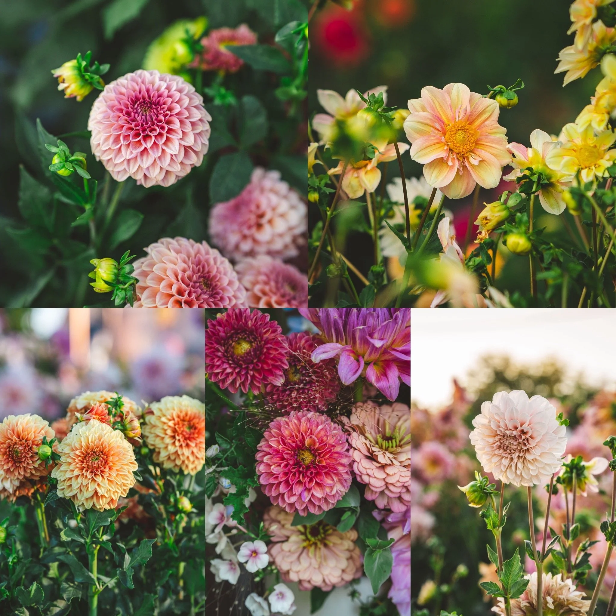 Jessica's Field Favorites Collection