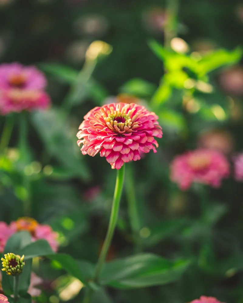 Close-up of a bright pink zinnia blooming in a flower patch with a blurred green and pink background.