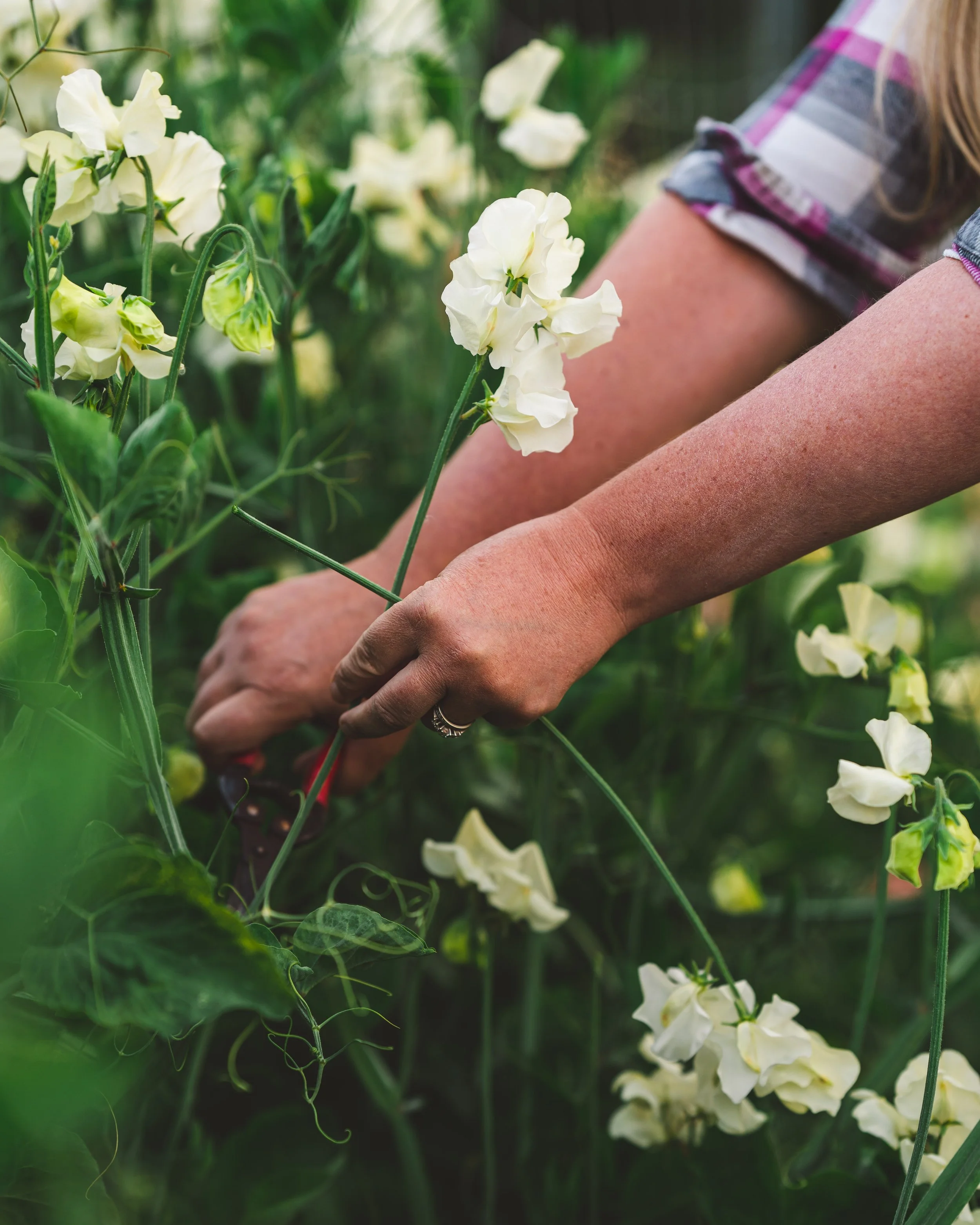 Close-up of a person’s arms harvesting creamy-white sweet pea stems with blurred green foliage in the background.
