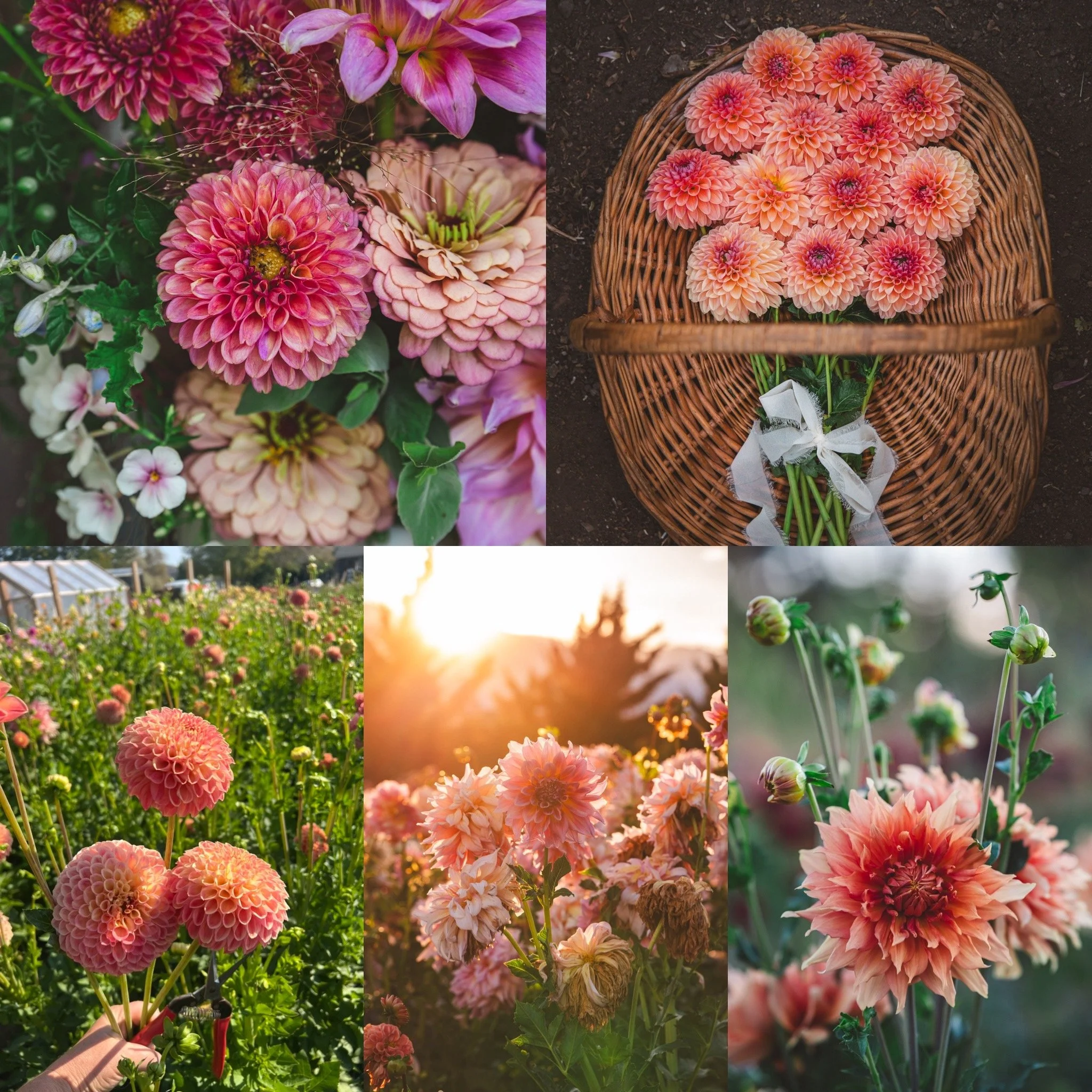 Peachy Keen Collection