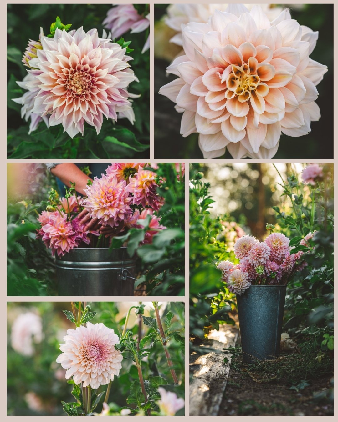 Blush & Bloom Collection.jpg