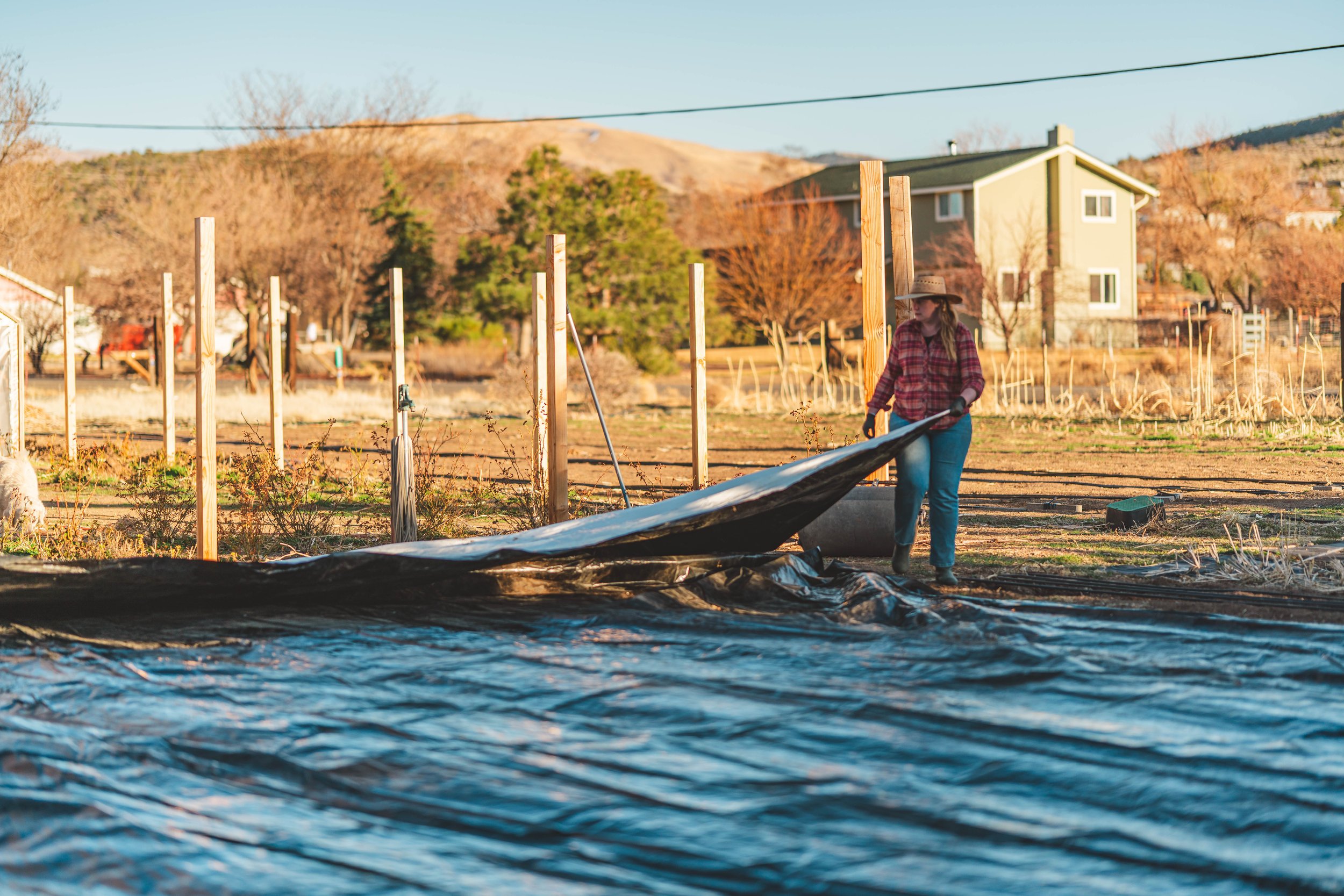 A flower farmer pulling the front corner of a silage tarp while watching their teammate, working together to lay out and secure the tarp against the wind.