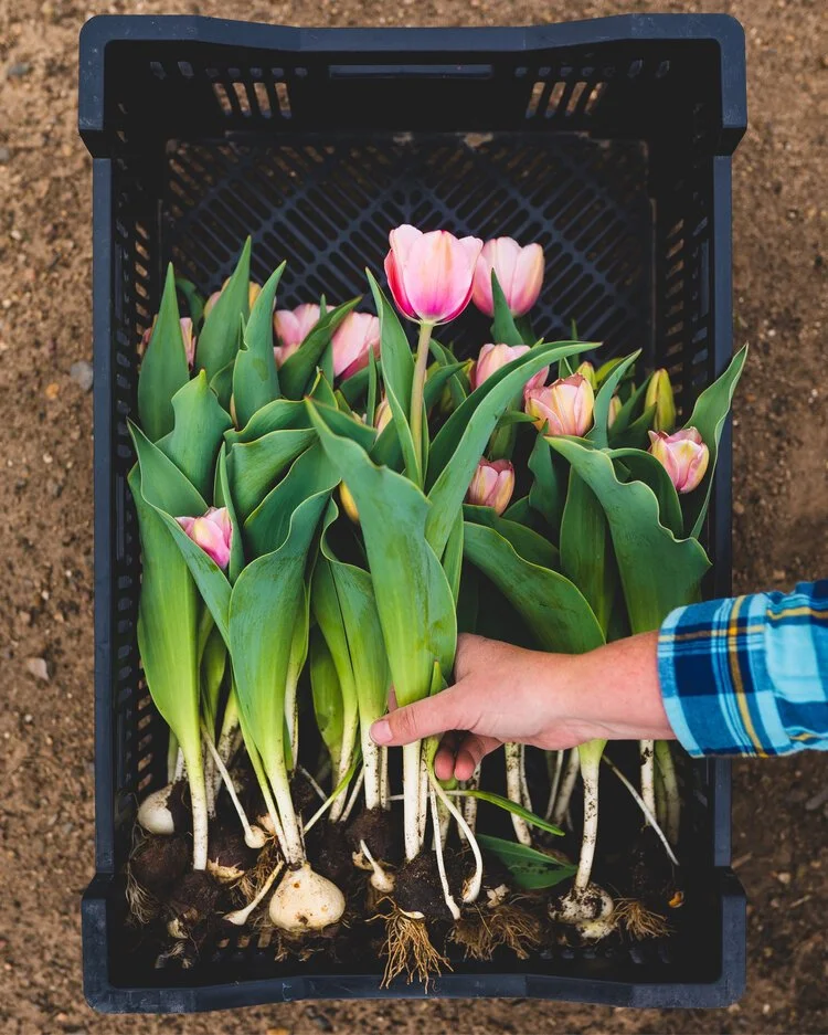 A hand placing a freshly harvested stem into a bulb crate of salmon-colored tulips with bulbs still attached.