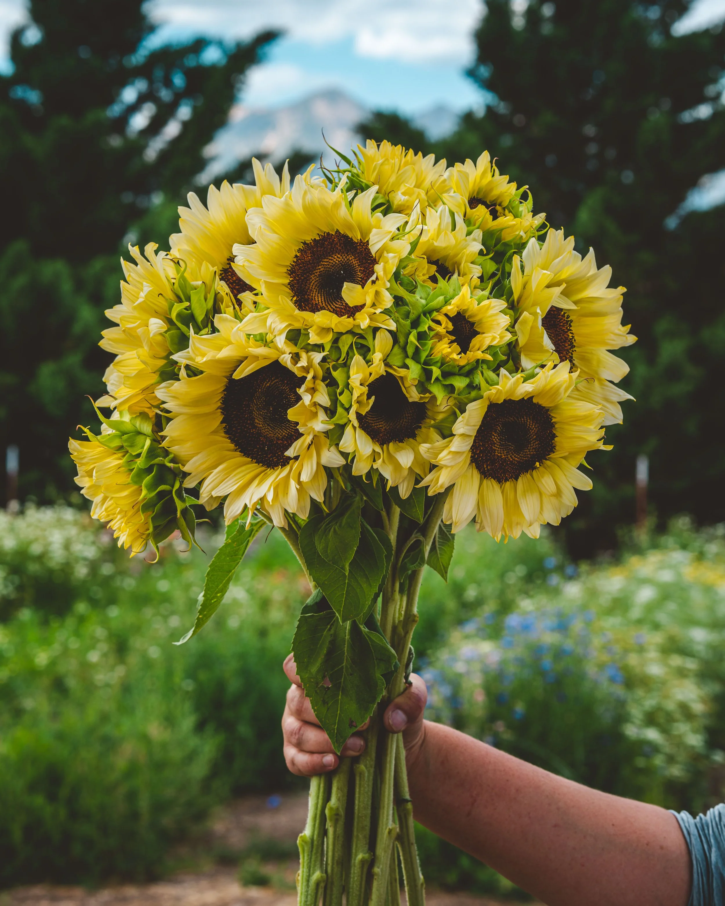 Close-up of a person’s arm holding a large bunch of creamy yellow White-Nite sunflowers, with a blurred background of blooming flower fields and pine trees.