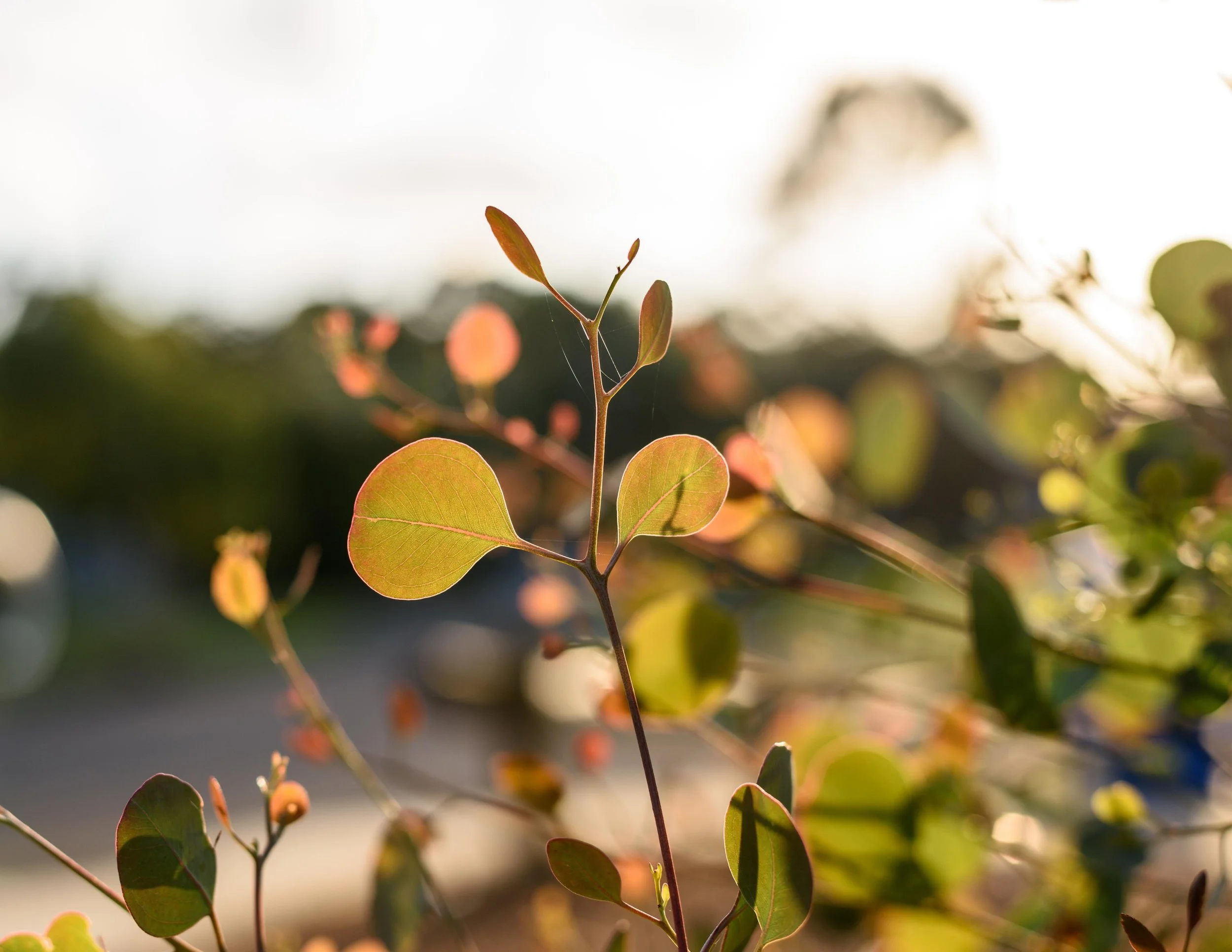 Rebirthing Breathwork Mastery Retreat