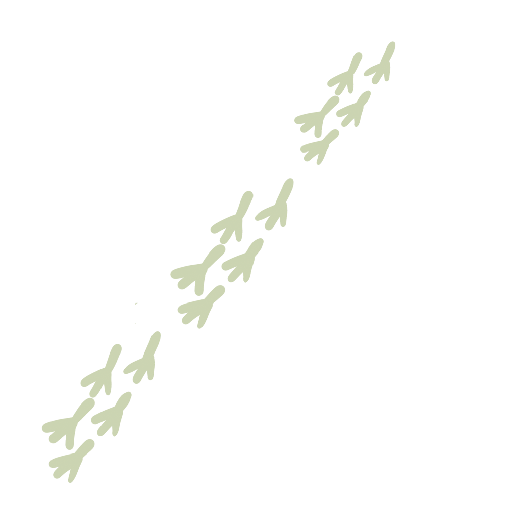 Emu tracks motif