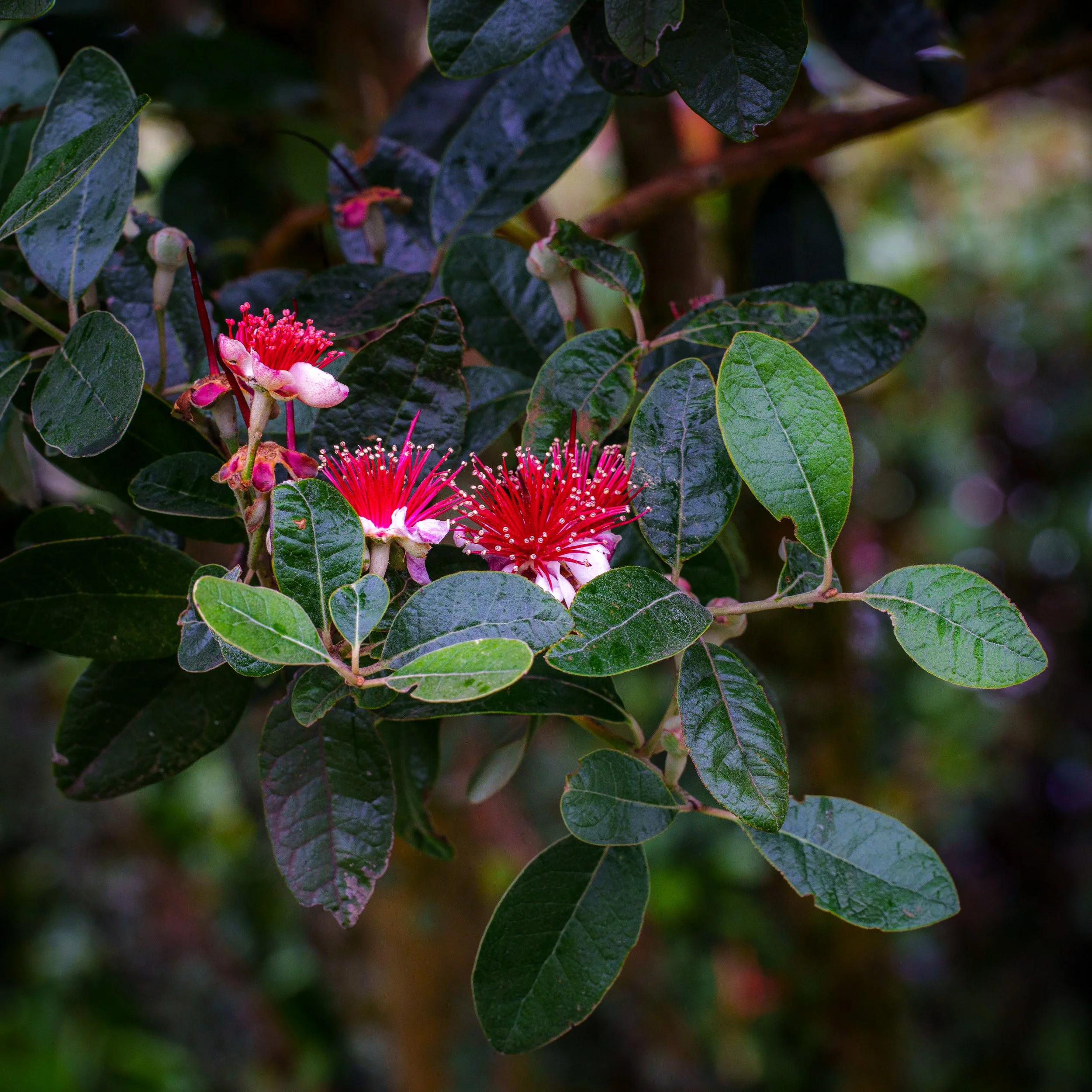 Bever Farm Homestead