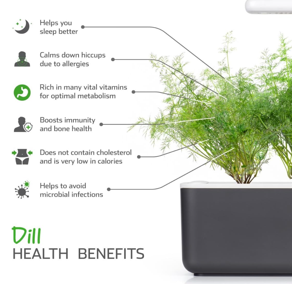 A plant labeled as dill in a pot, with arrows pointing to various health benefits including aiding sleep, calming allergies, providing vital nutrients, boosting immunity and bone health, being low in calories and cholesterol, and preventing infections.