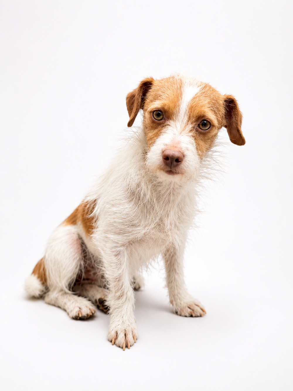 Available Pups — Little Bink Rescue
