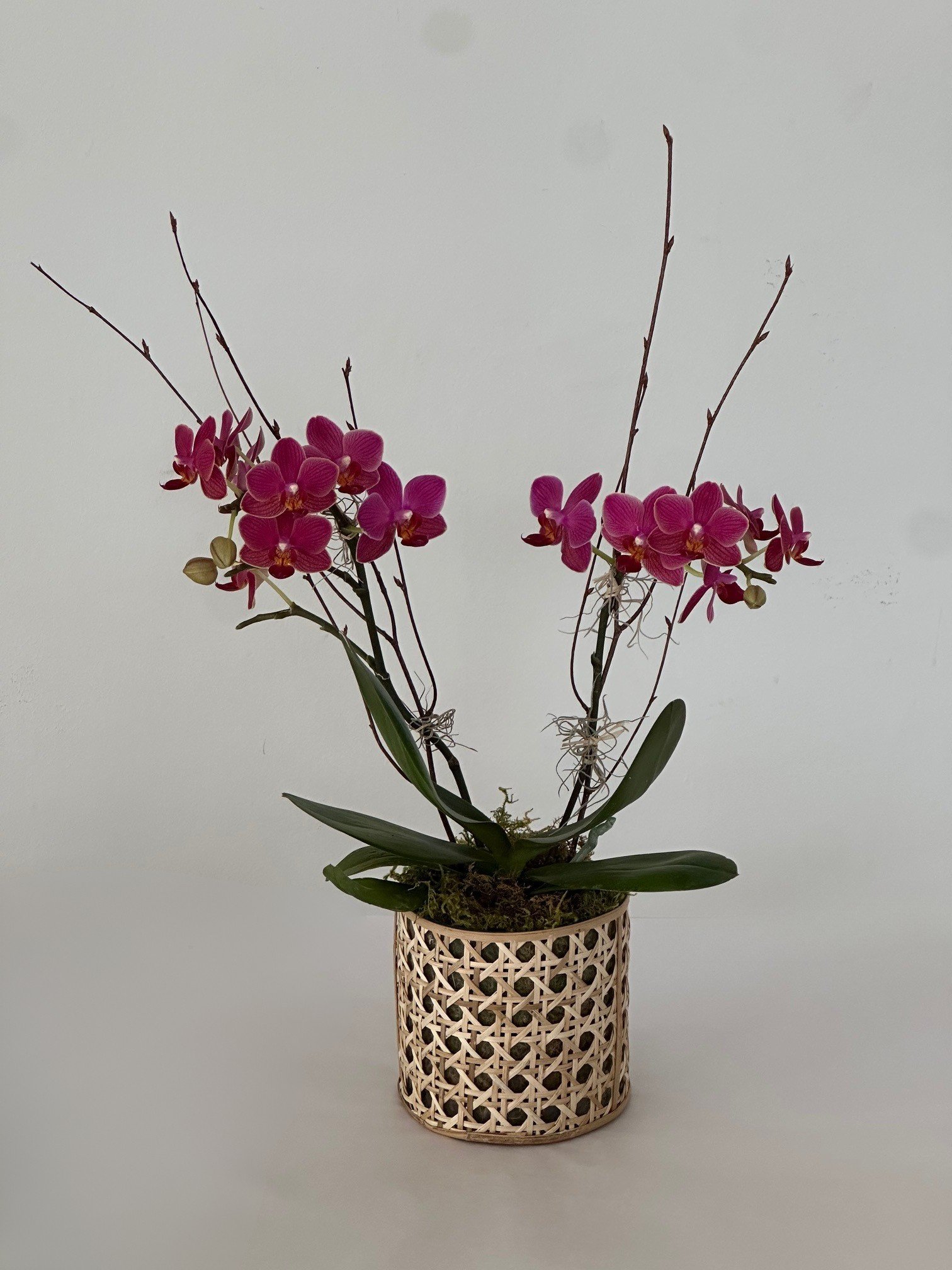 Petite Colored Orchid