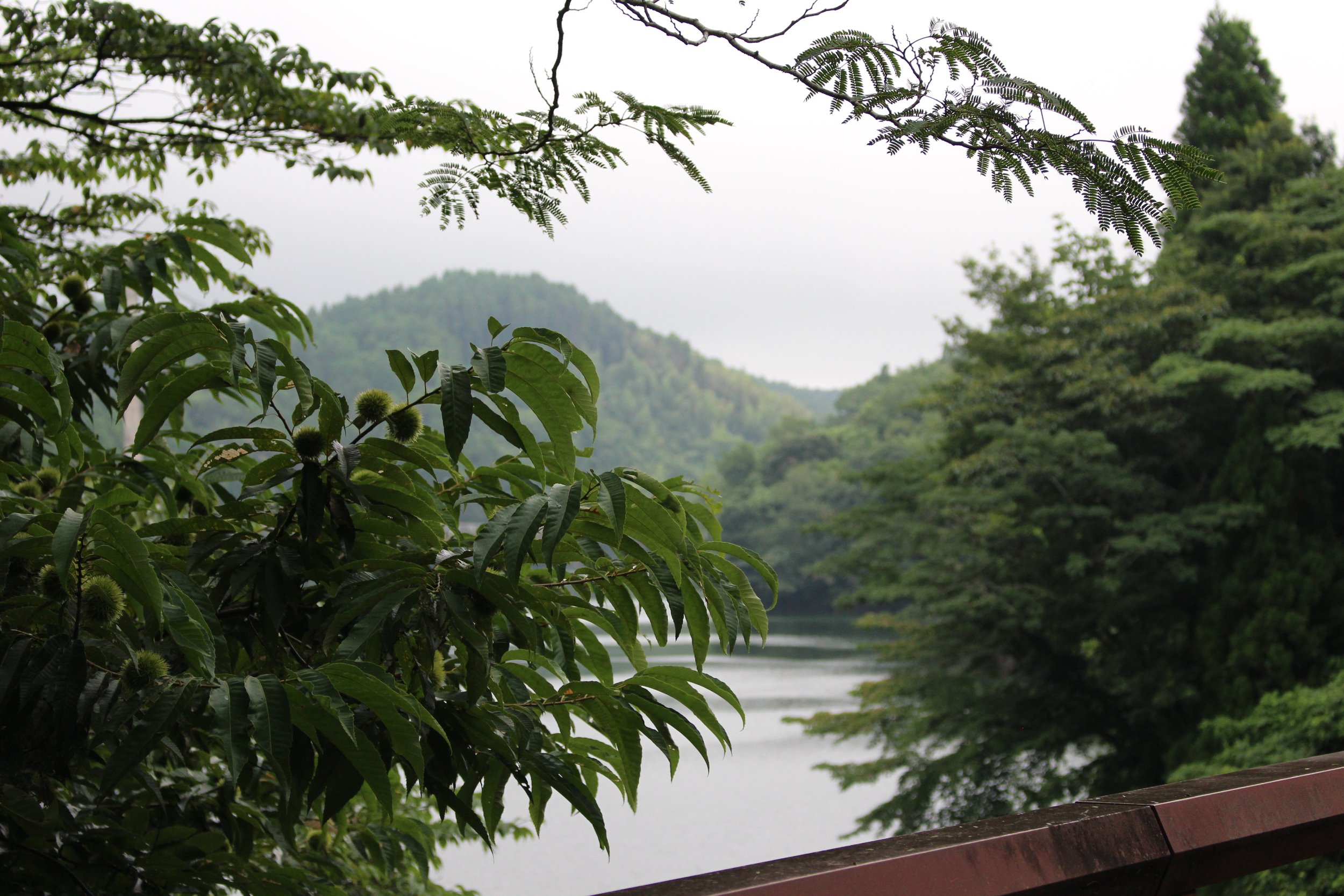 川の景色と緑の木々。曇り空の山々と木の枝と葉のアップ