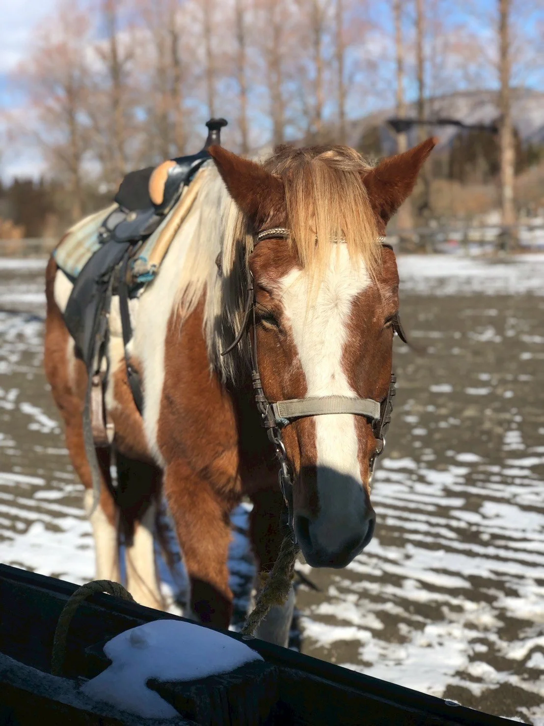 馬が雪の中の馬術場に立っている