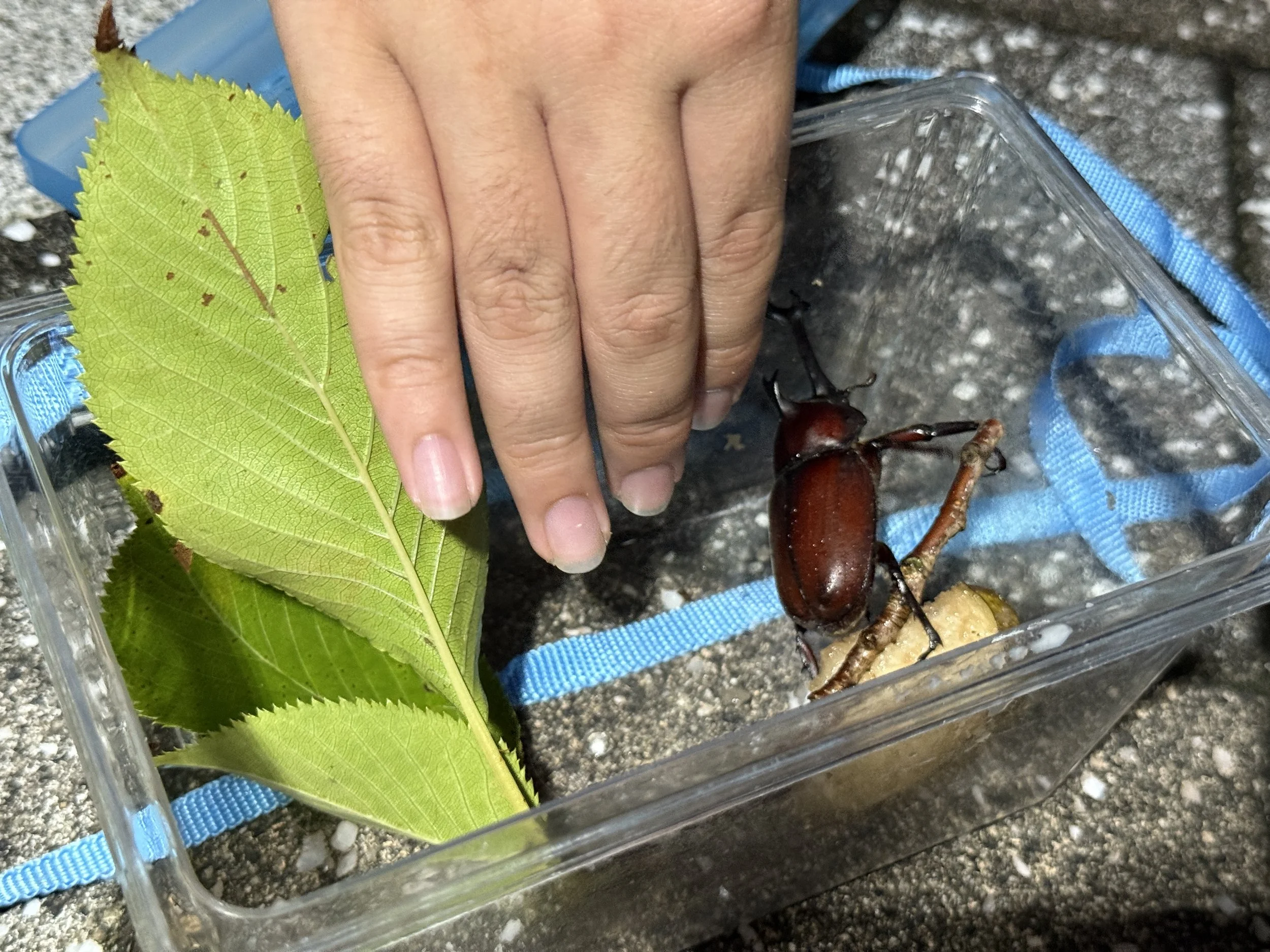人間の手が大きな葉っぱと昆虫のクワガタに触れている様子