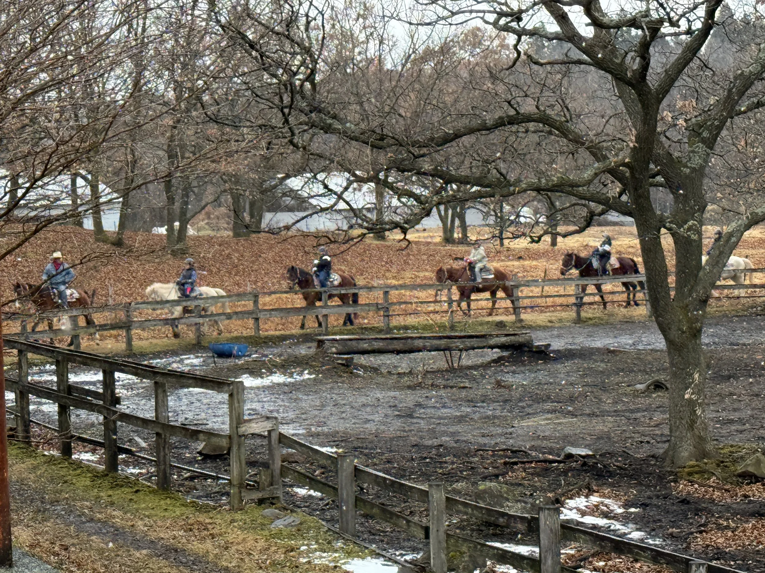 馬に乗る人々が樹木の林の中を進んでいる風景