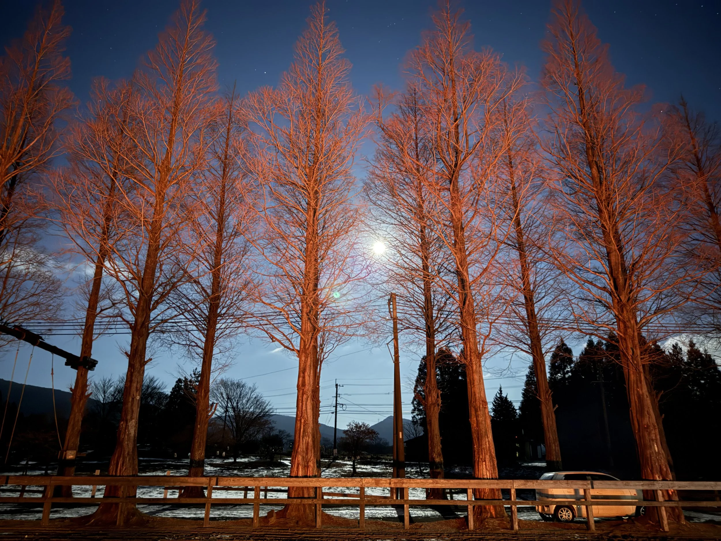 夜空の下に並ぶ赤い木の林と中央に月が見える風景