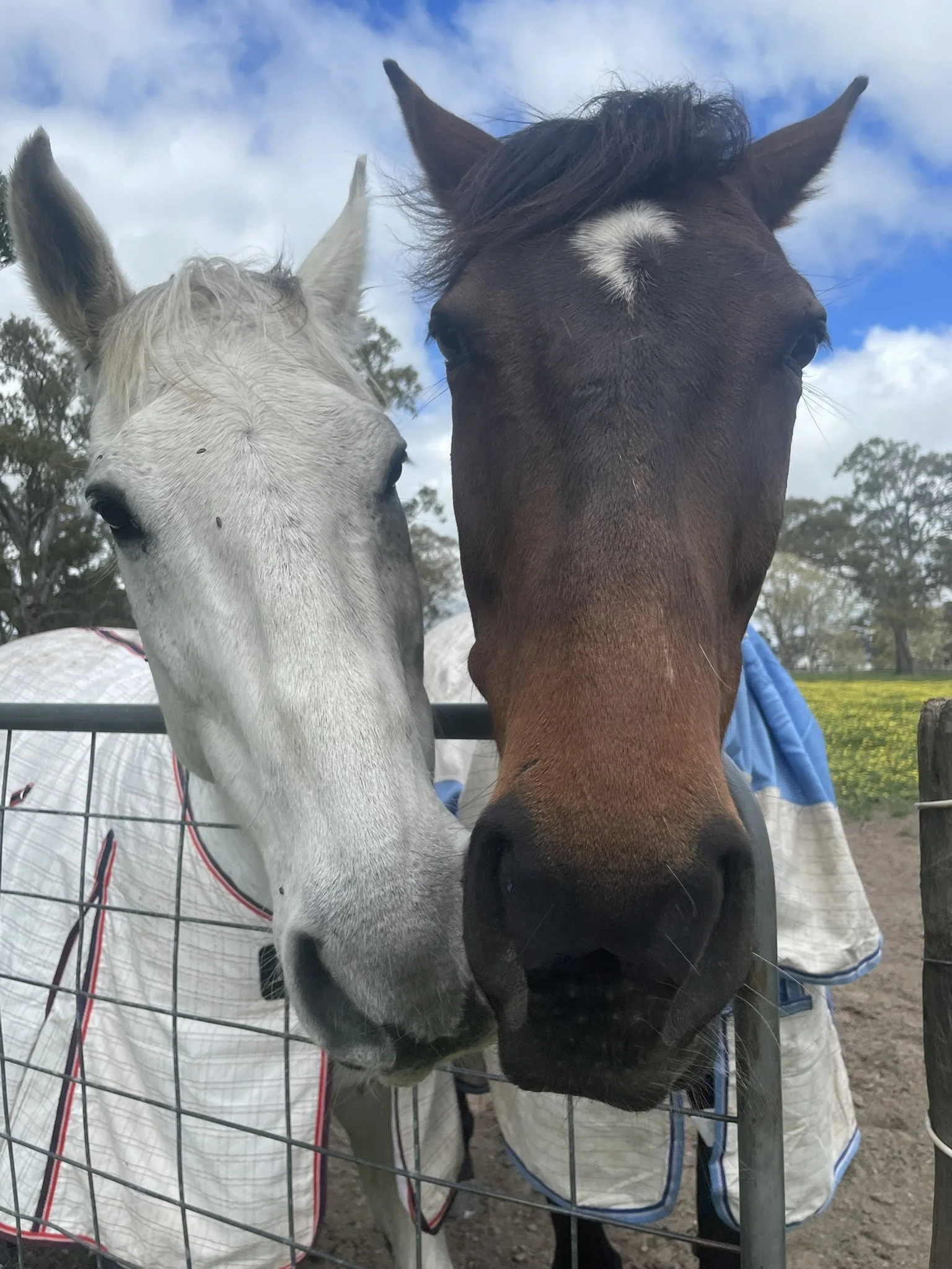 Steady by Nature: What Horses Teach Us About Care