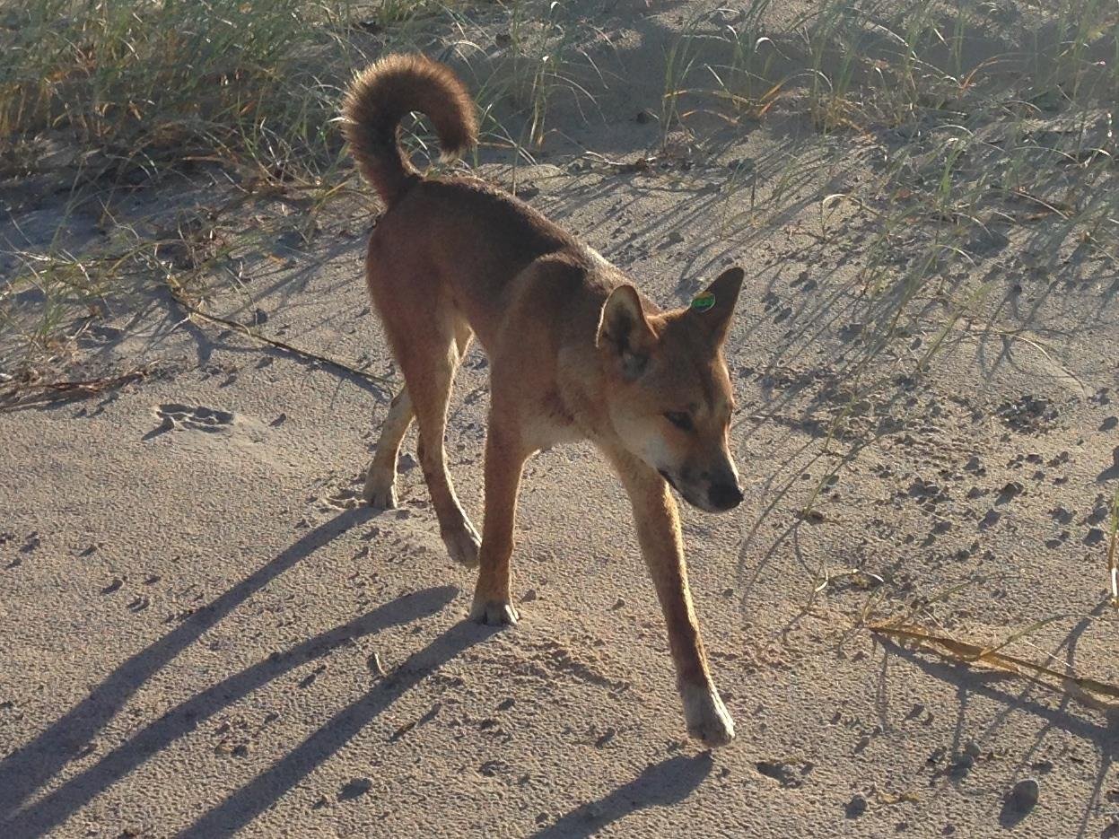      

 
   When a tourist dies, why do the animals pay the price?  A young woman is dead. People are grieving. Everyone wants an explanation that feels solid enough to hold onto.  And then—almost on autopilot—the “solution” becomes: kill the animals