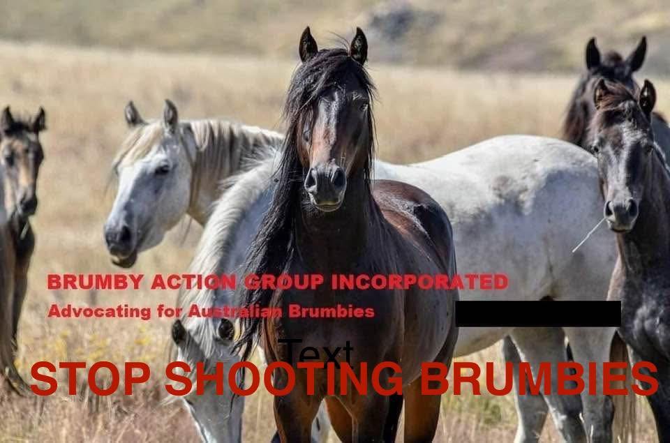 Brumbies aren’t the problem. Our need to dominate everything is.